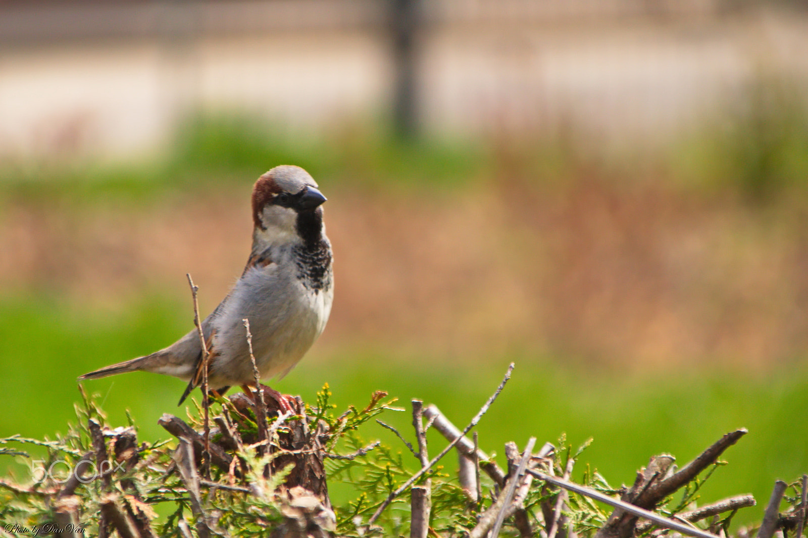 Canon TS-E 90mm F2.8 Tilt-Shift sample photo. Sparrow photography