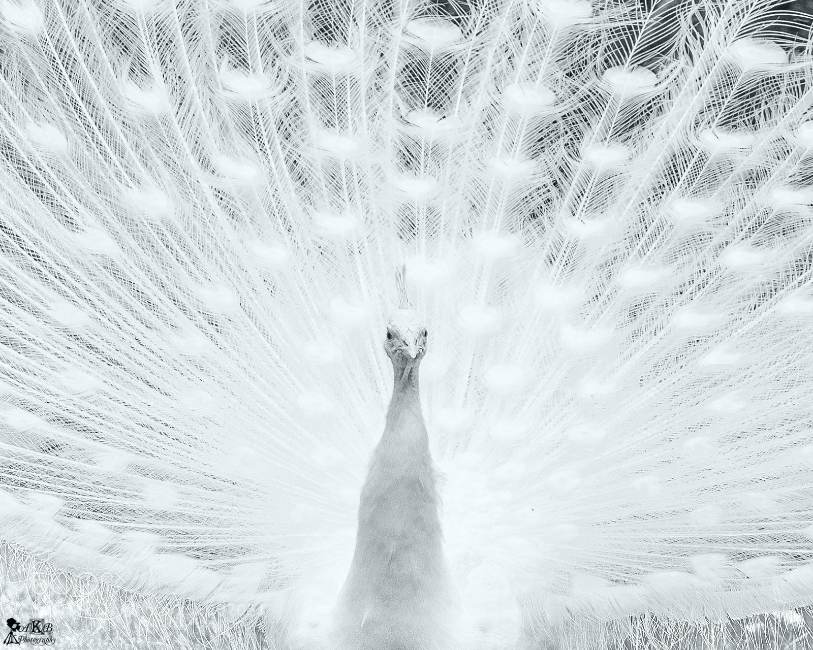 Nikon D3400 sample photo. White peacock photography