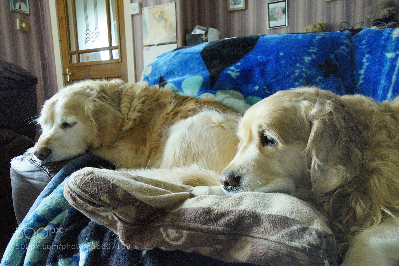 Sony SLT-A58 sample photo. The boys photography