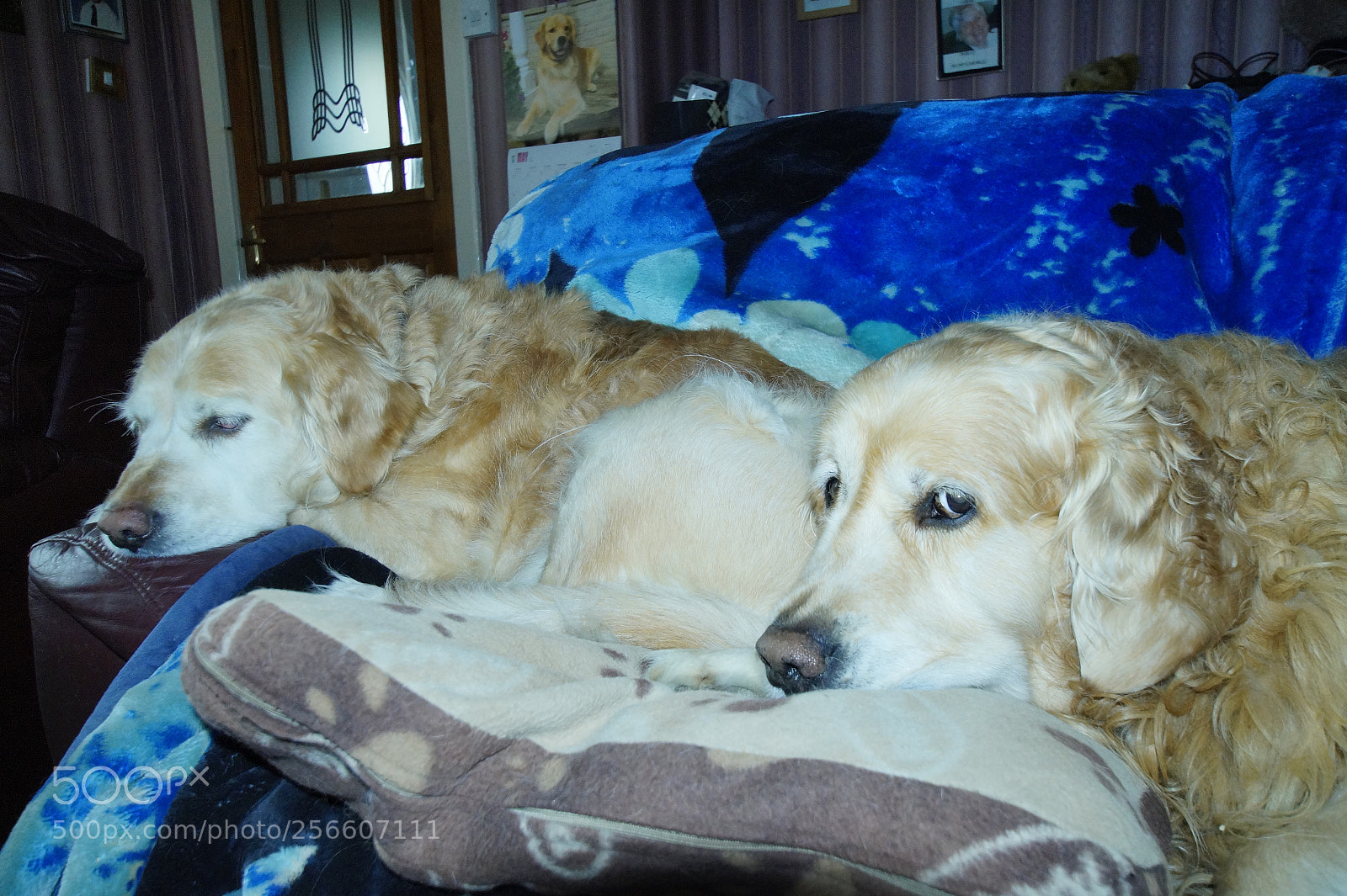 Sony SLT-A58 sample photo. The boys photography