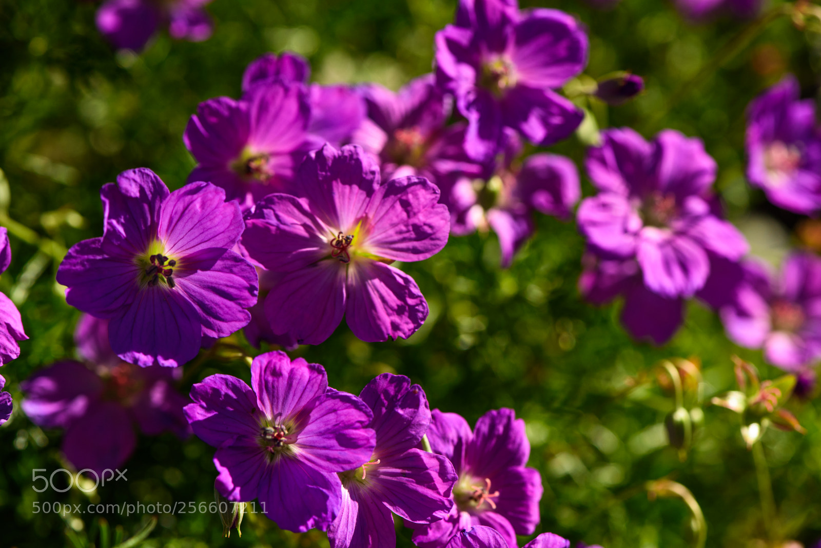 Nikon D750 sample photo. Purple photography