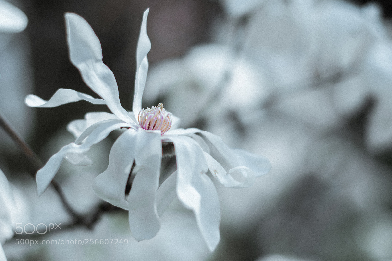 Nikon D500 sample photo. A white magnolia in photography
