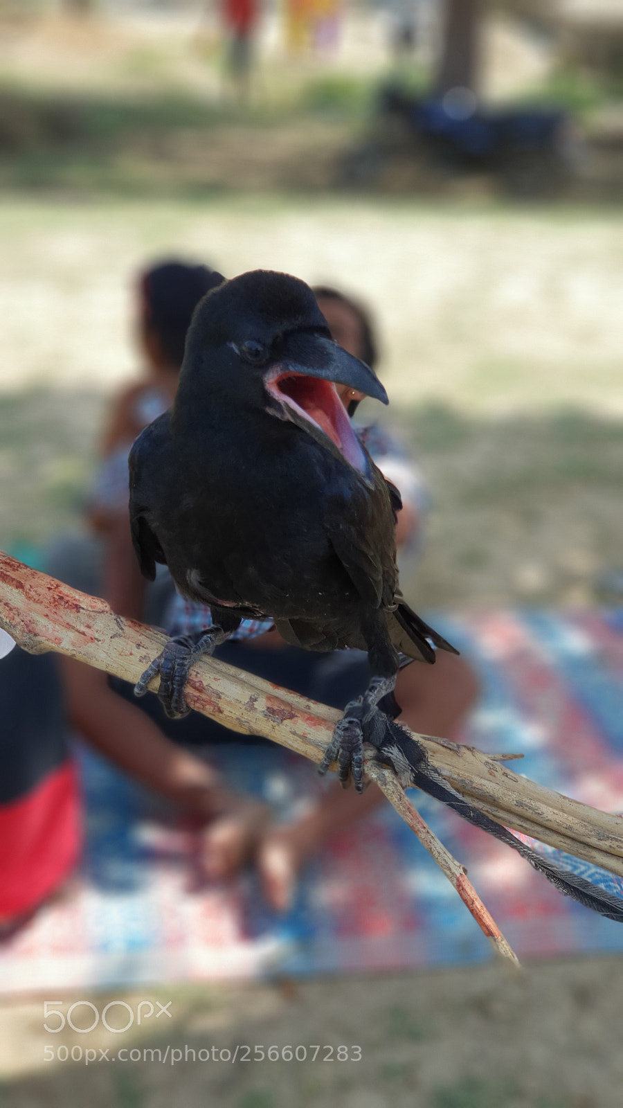 Samsung Galaxy S9+ sample photo. Untitled photography