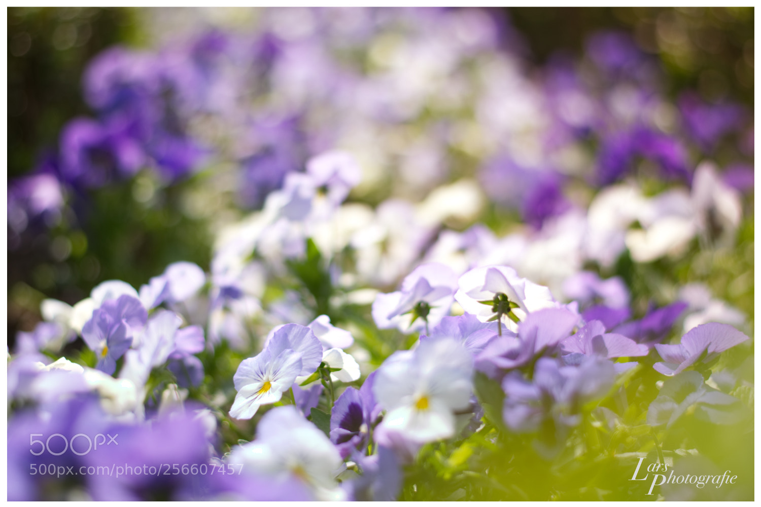 Nikon D5300 sample photo. Flowers photography