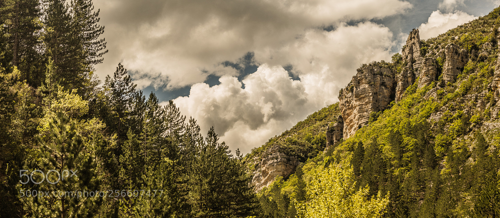 Canon EOS 6D sample photo. Mountain vs forest photography