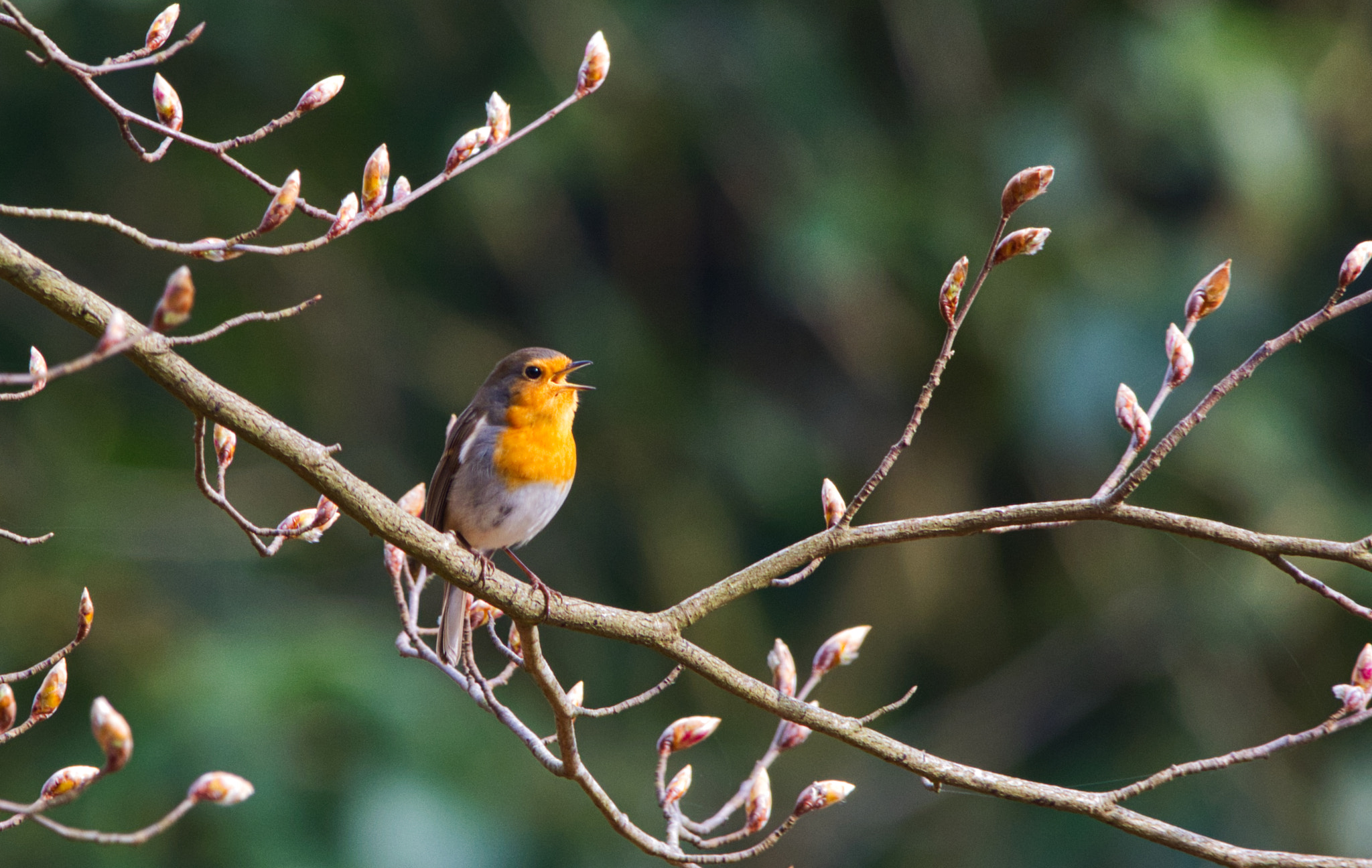 Sigma 150-600mm F5-6.3 DG OS HSM | C sample photo. Hello sunshine photography
