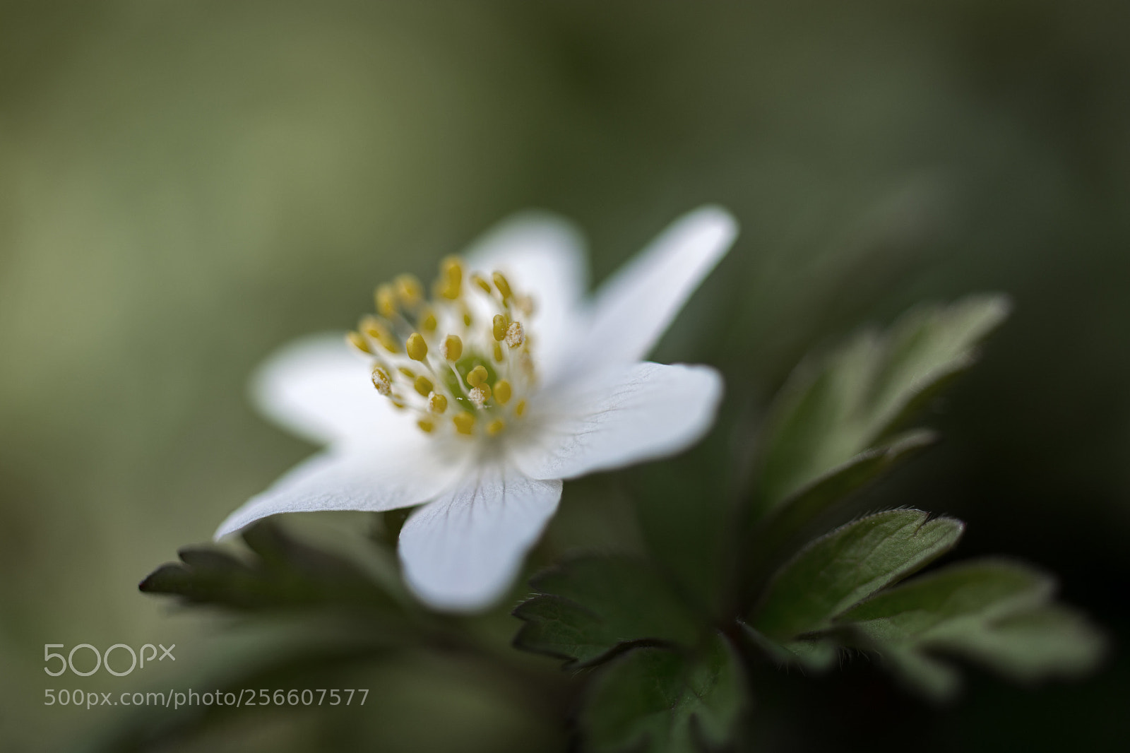 Nikon D7100 sample photo. Woodanemone photography