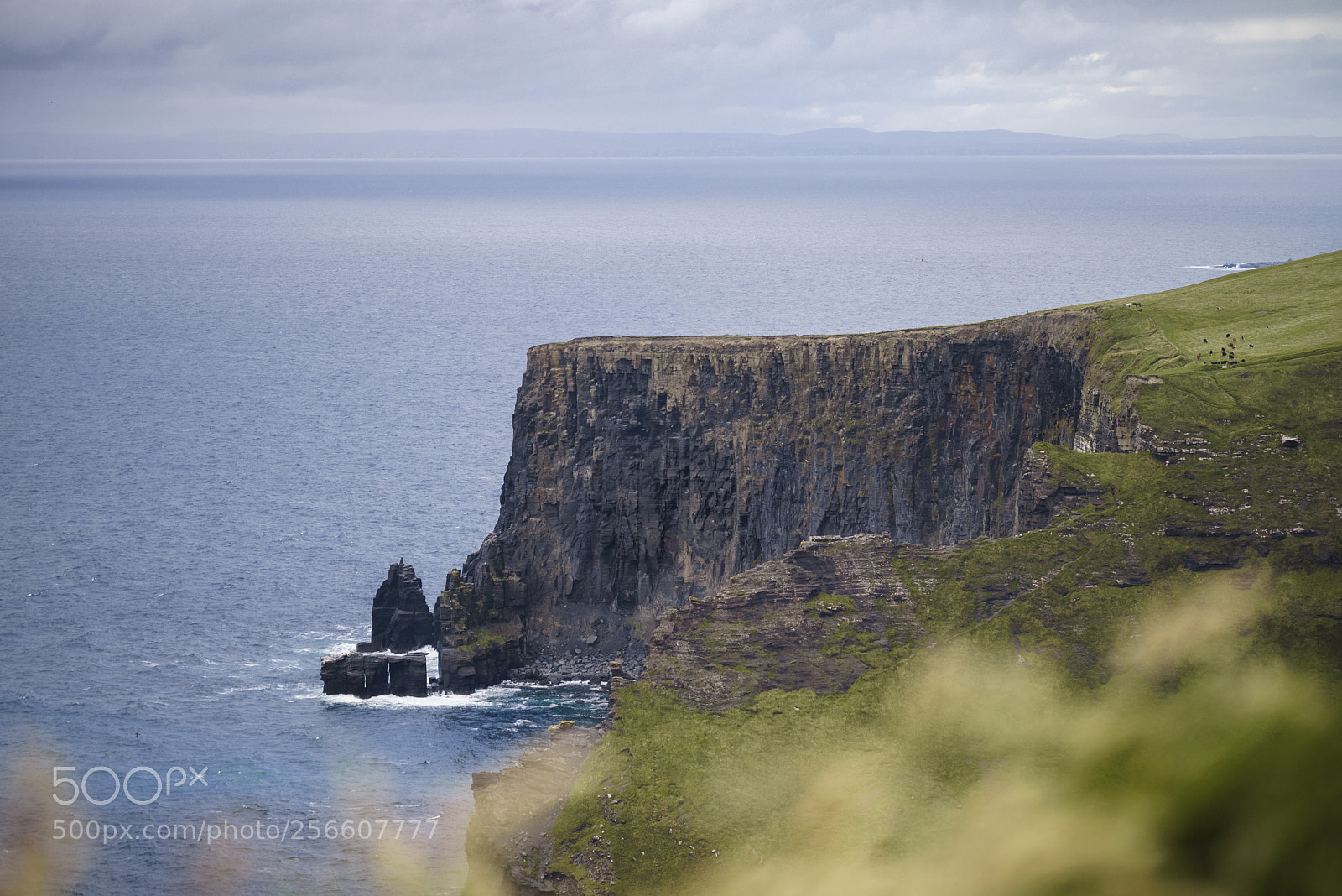 Sony a7R sample photo. Earth, wind, water & cows photography