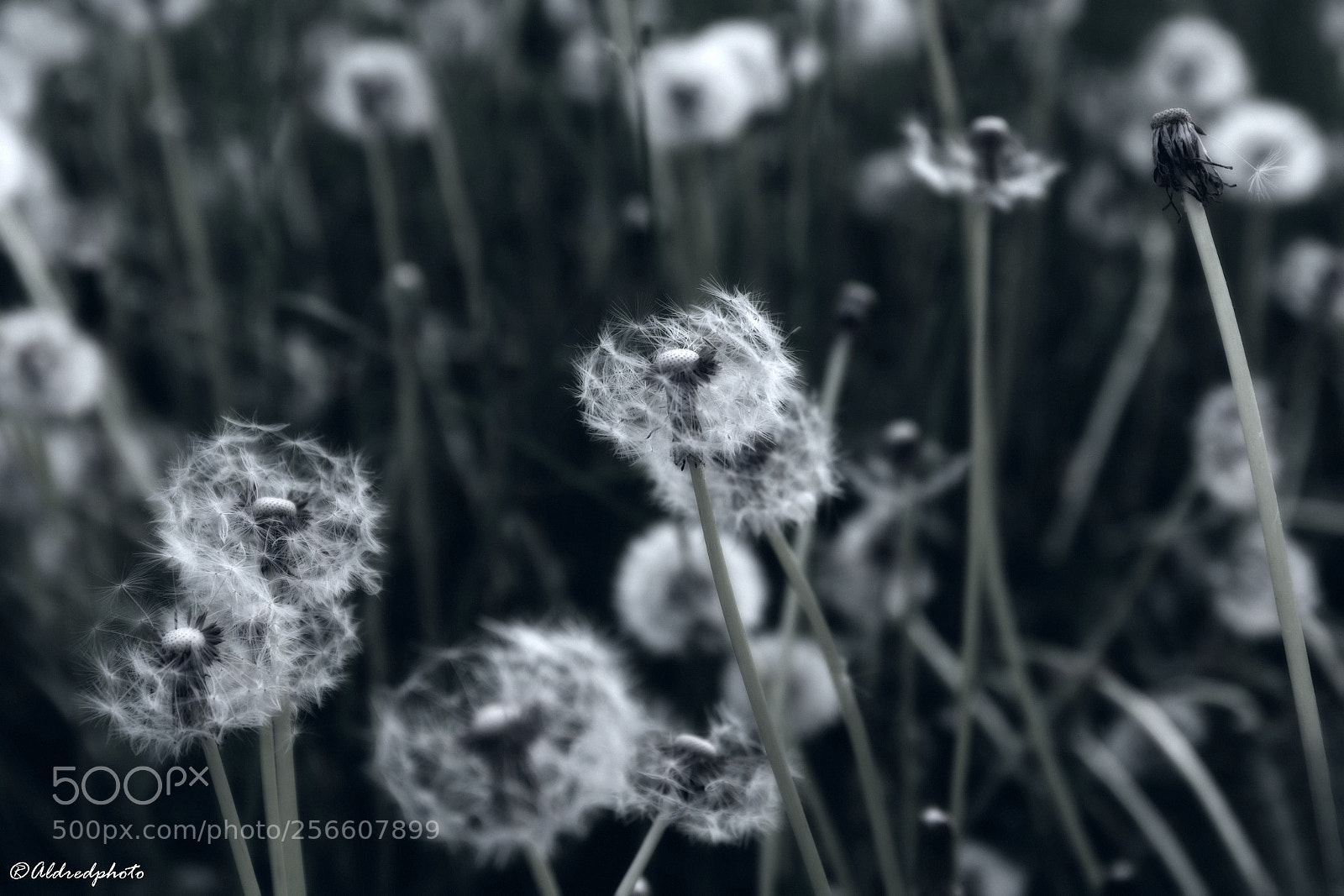Canon EOS 6D sample photo. Field of sad flowers photography