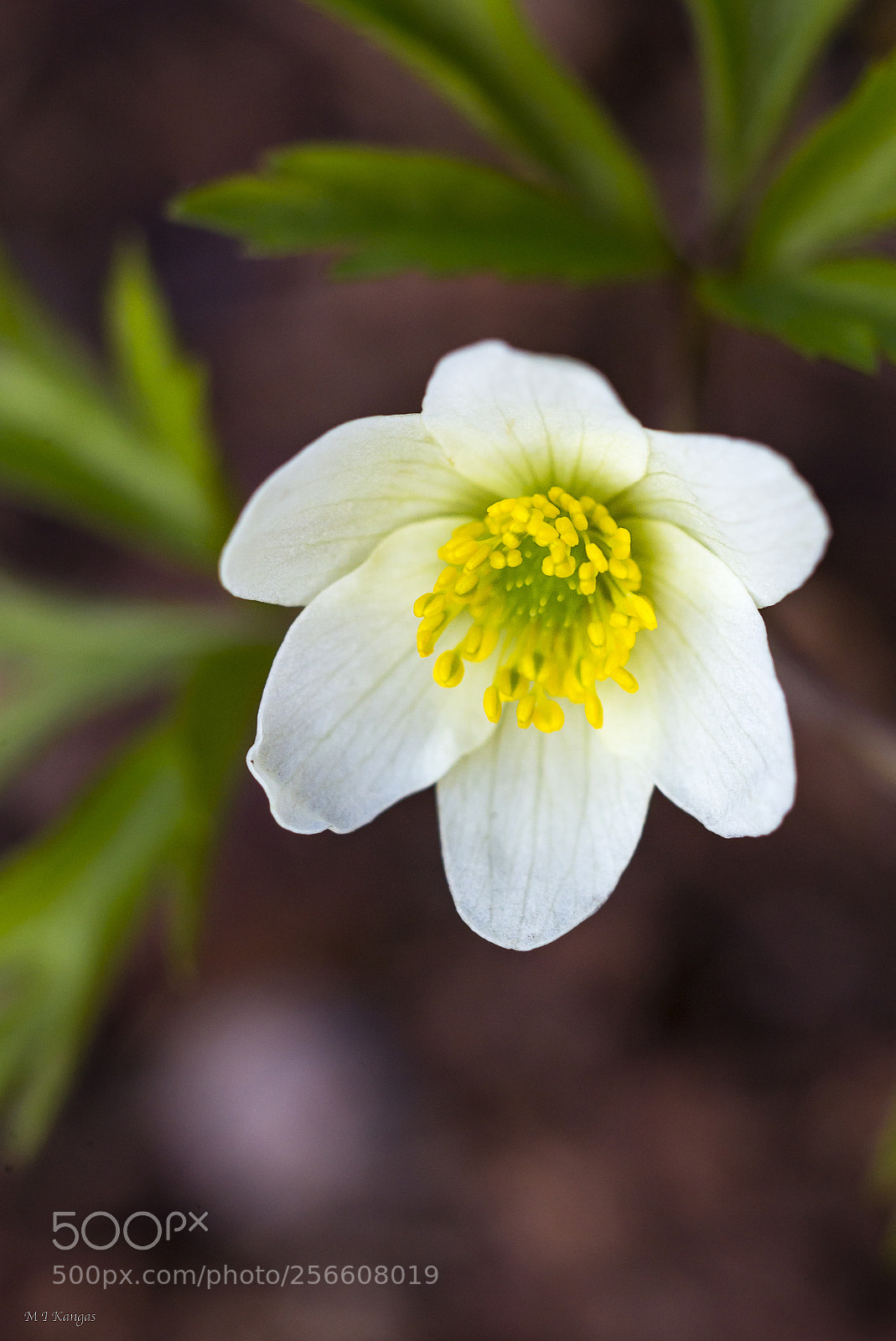 Nikon D610 sample photo. Wood anemone (anemone nemorosa) photography