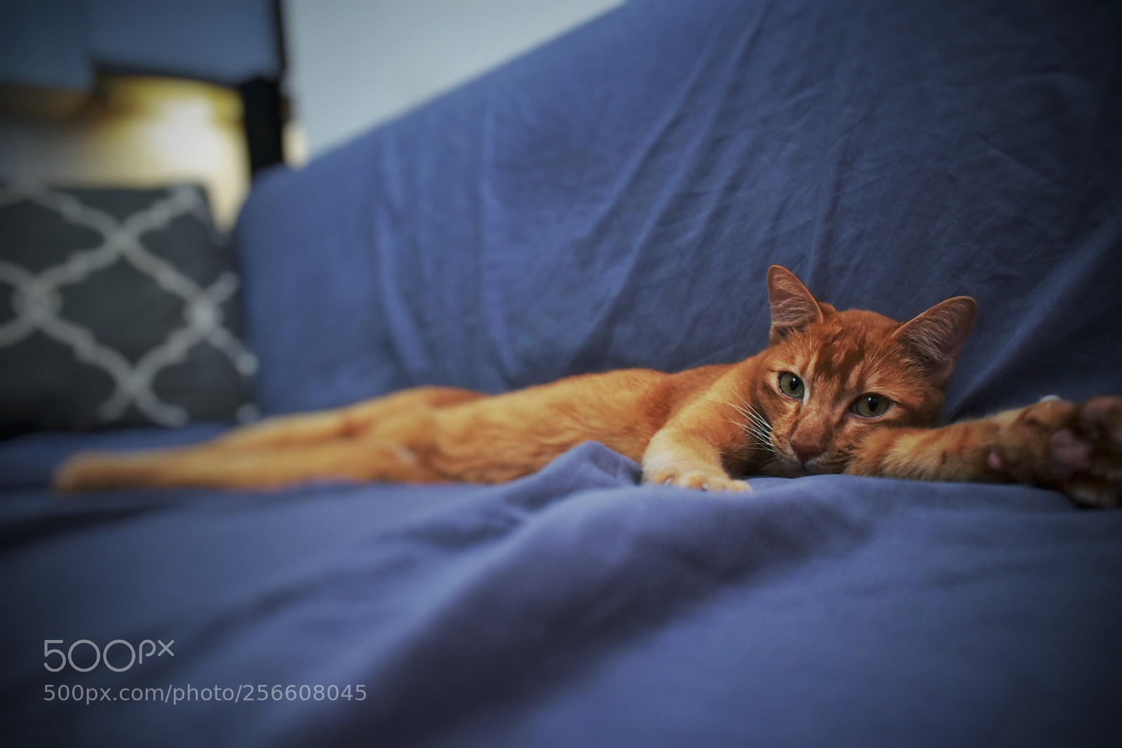 Nikon D5500 sample photo. Cat on a sofa photography