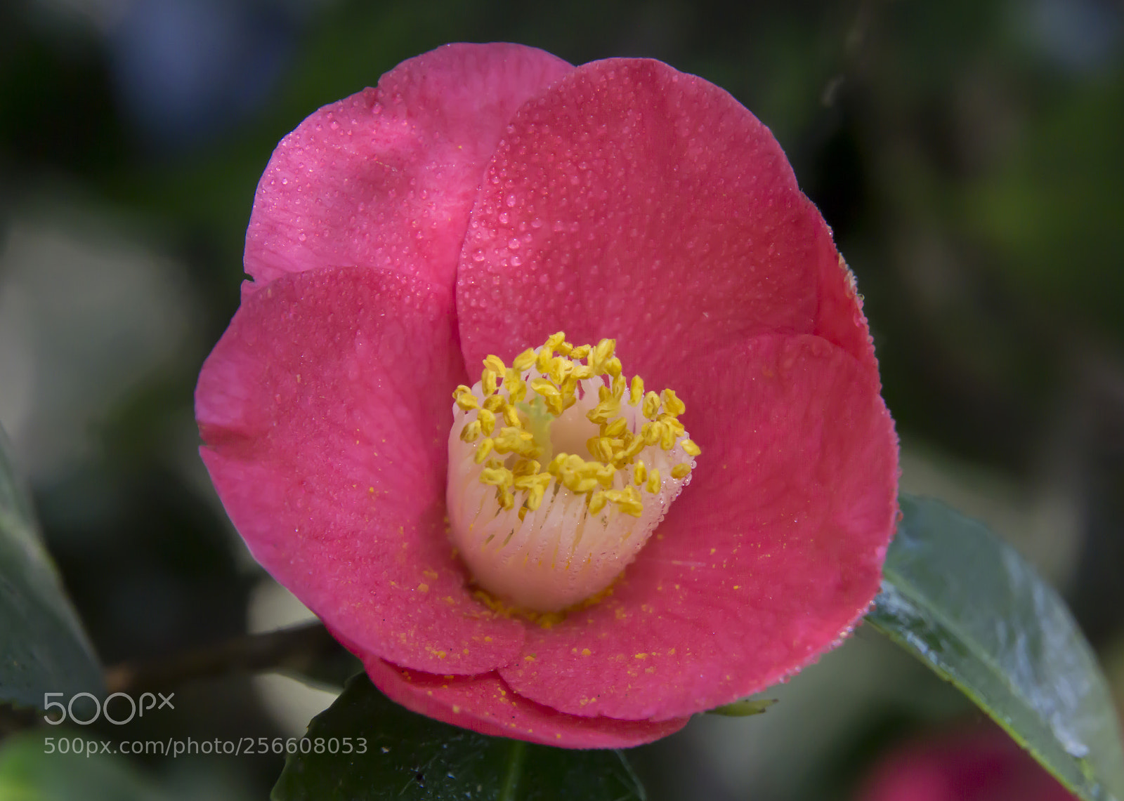 Sony a6000 sample photo. Pink flower photography