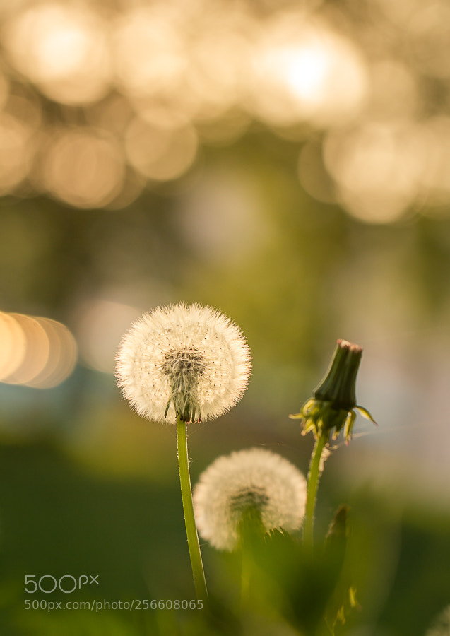 Canon EOS 60D sample photo. Blow for freedom photography