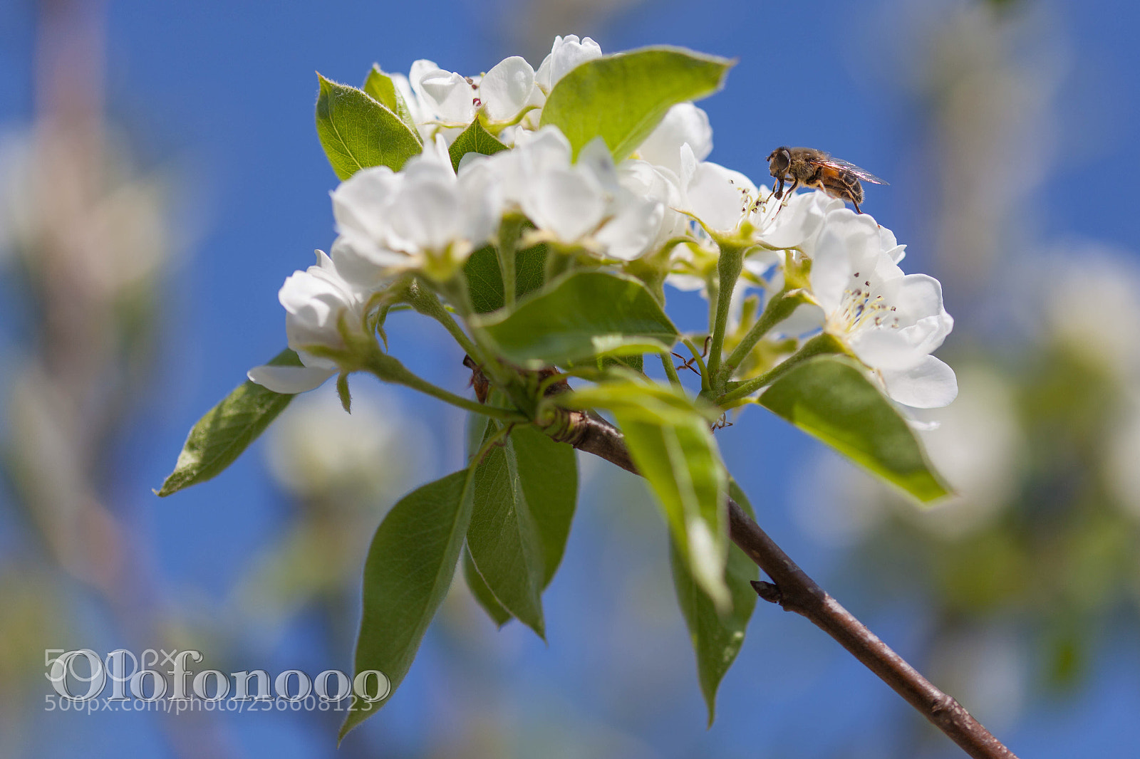 Canon EOS 5D Mark II sample photo. Hello hornet photography