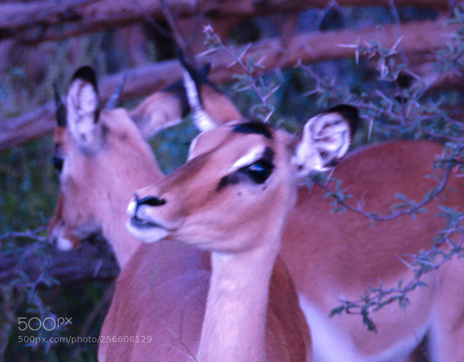 Nikon D90 sample photo. Do not look at photography