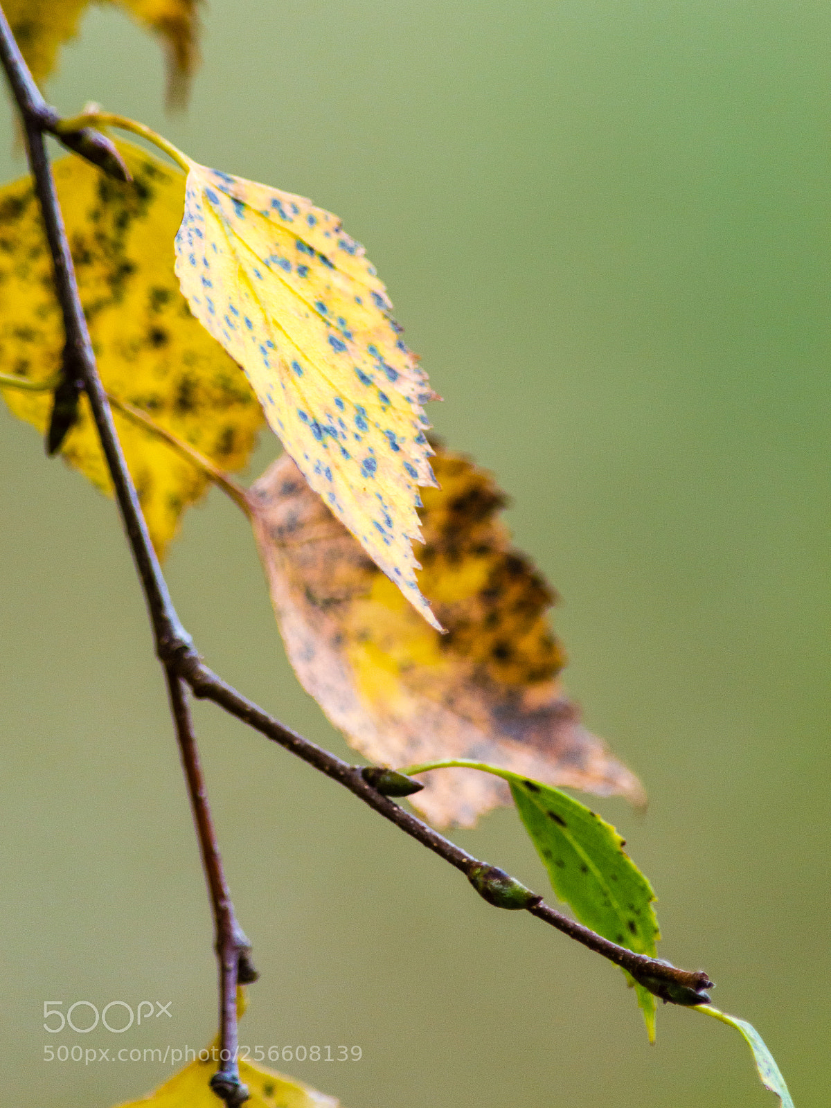 Nikon D3200 sample photo. Autumn photography