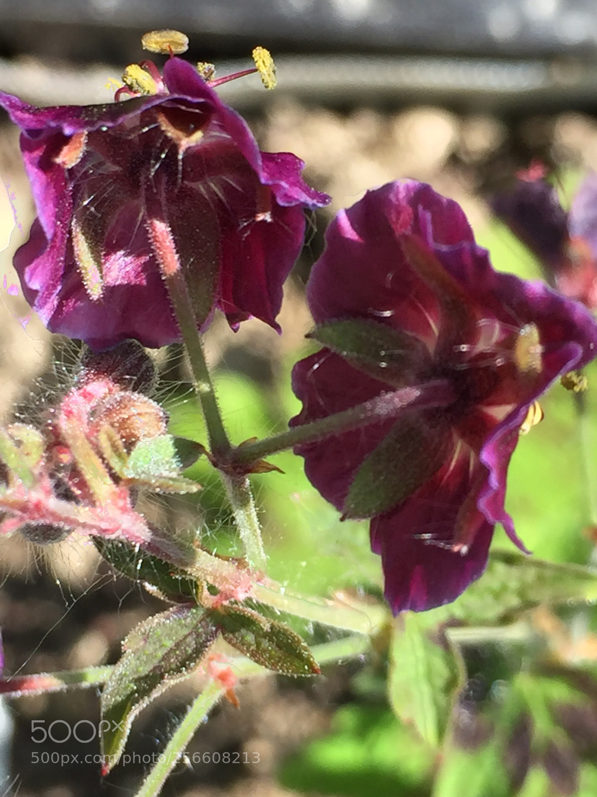 Apple iPhone 6 sample photo. Untitled photography
