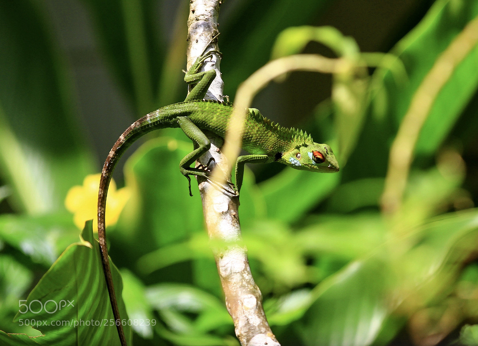 Canon EOS 7D sample photo. 蓄势待发 photography