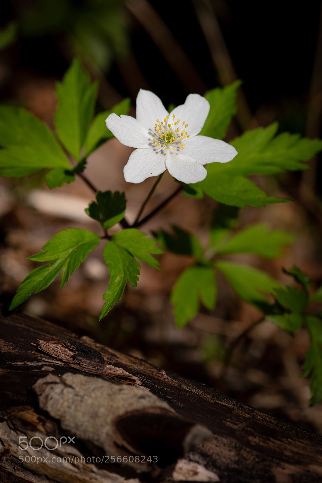 Sony a99 II sample photo. Wood anemone photography