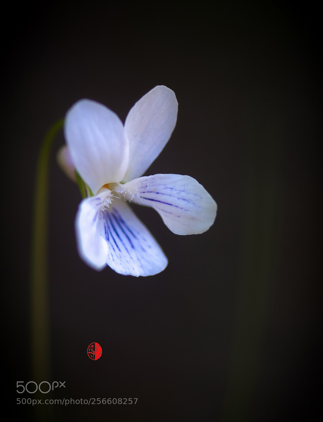 Nikon D750 sample photo. Small weed photography