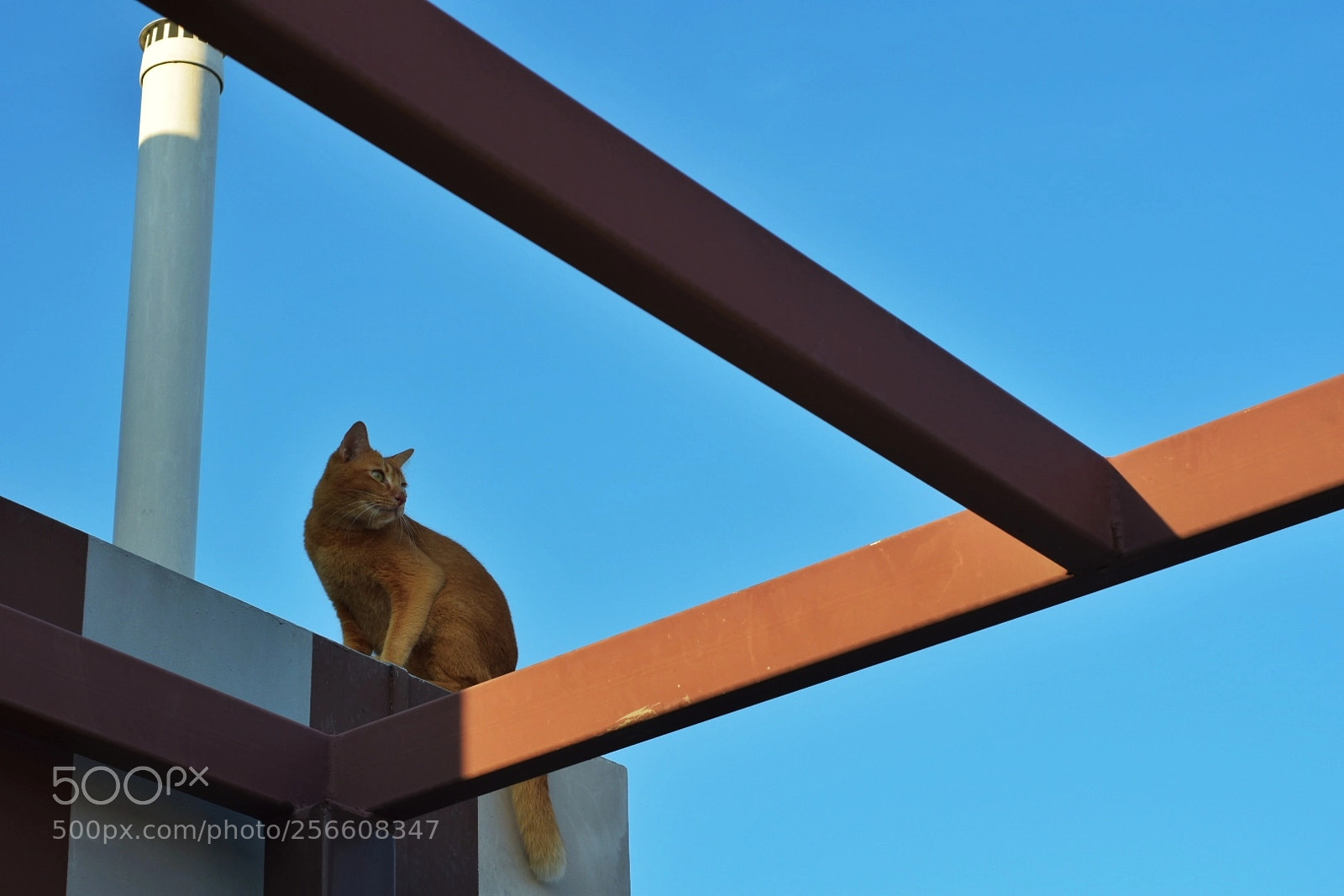 Nikon D5500 sample photo. Hot tin roof photography