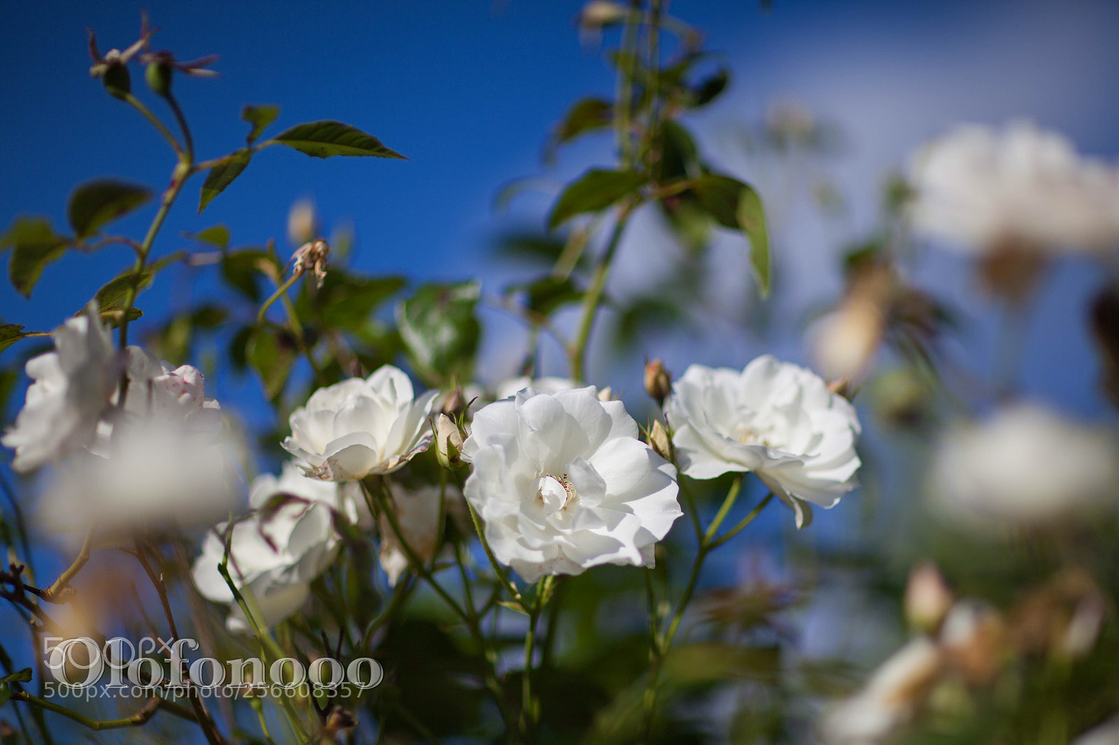 Canon EOS 5D Mark II sample photo. Purity photography
