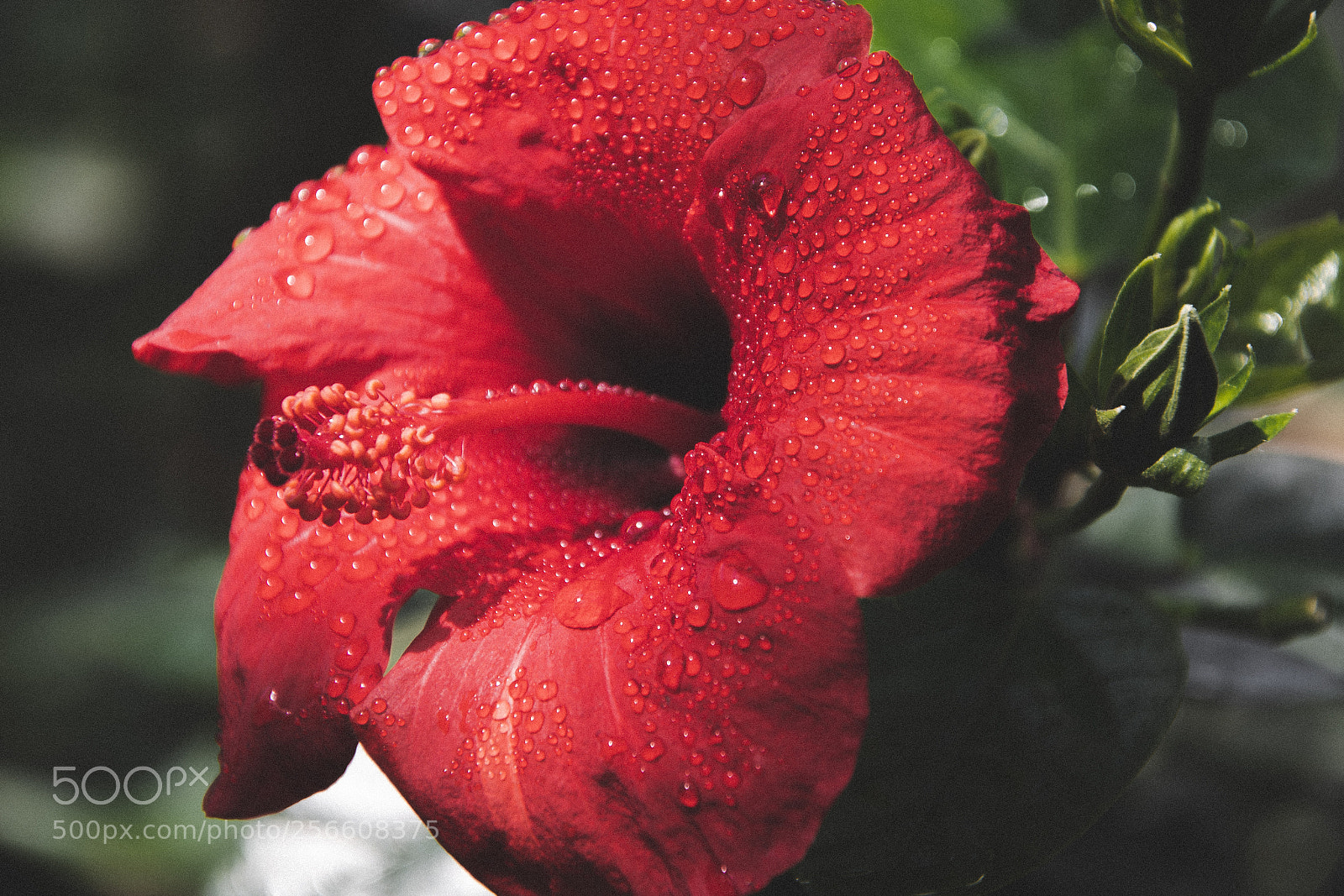 Nikon D500 sample photo. A red hibiscus flower photography