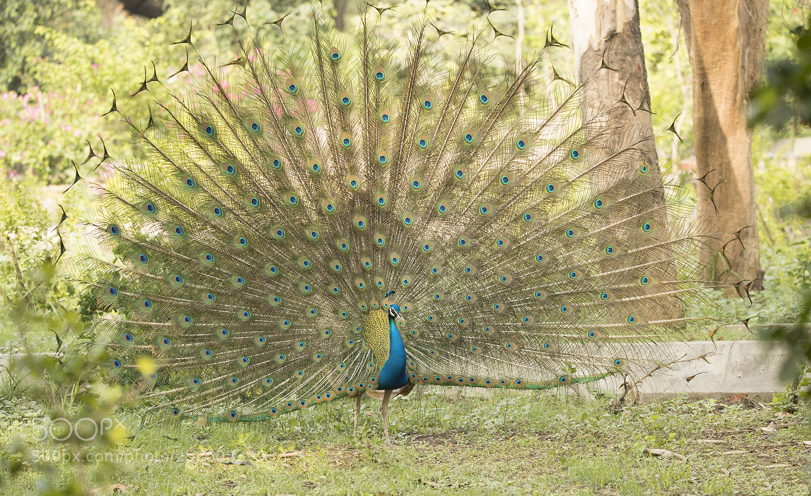 Canon EOS-1D X Mark II sample photo. Dancing peacock photography