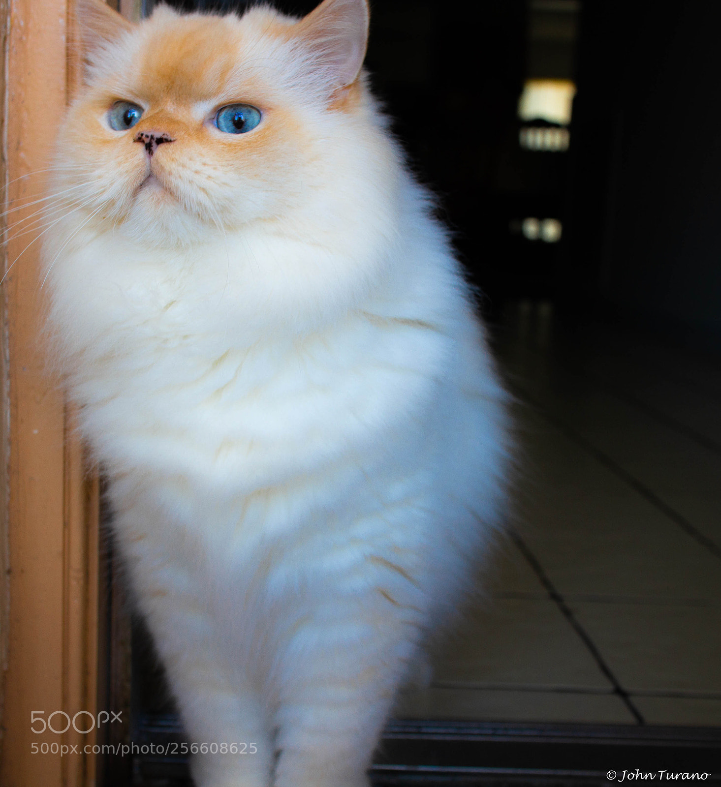 Canon EOS M sample photo. The great outdoors cat photography