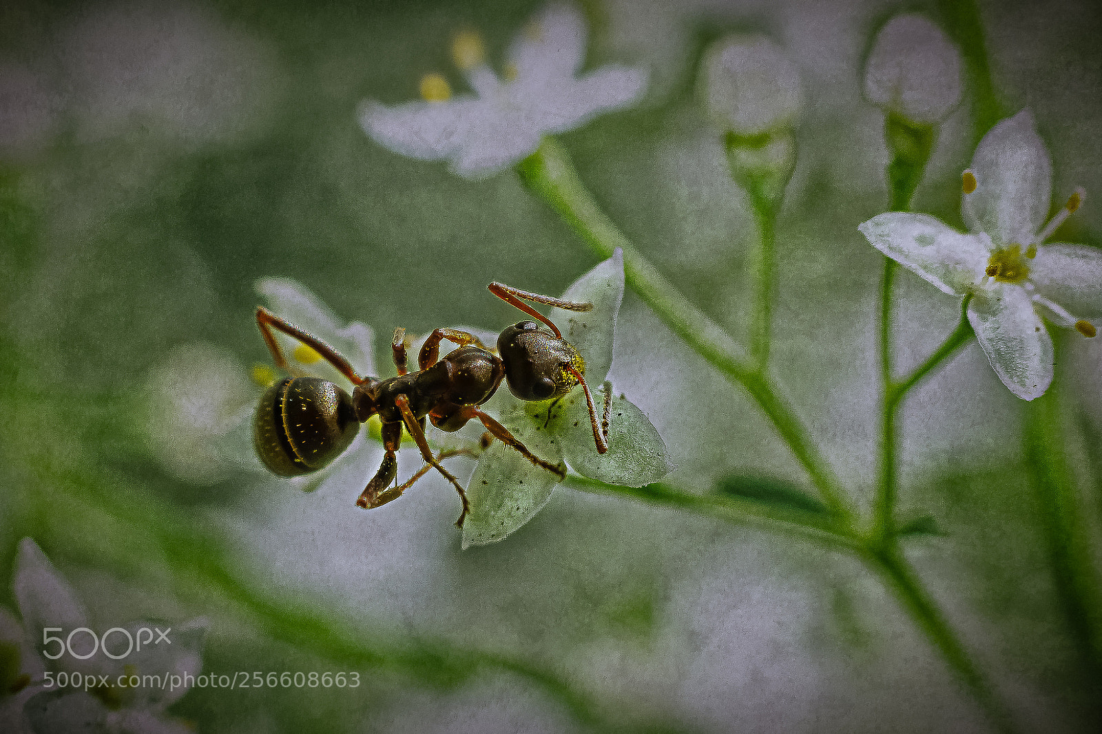 Canon EOS 7D sample photo. Spring meal photography