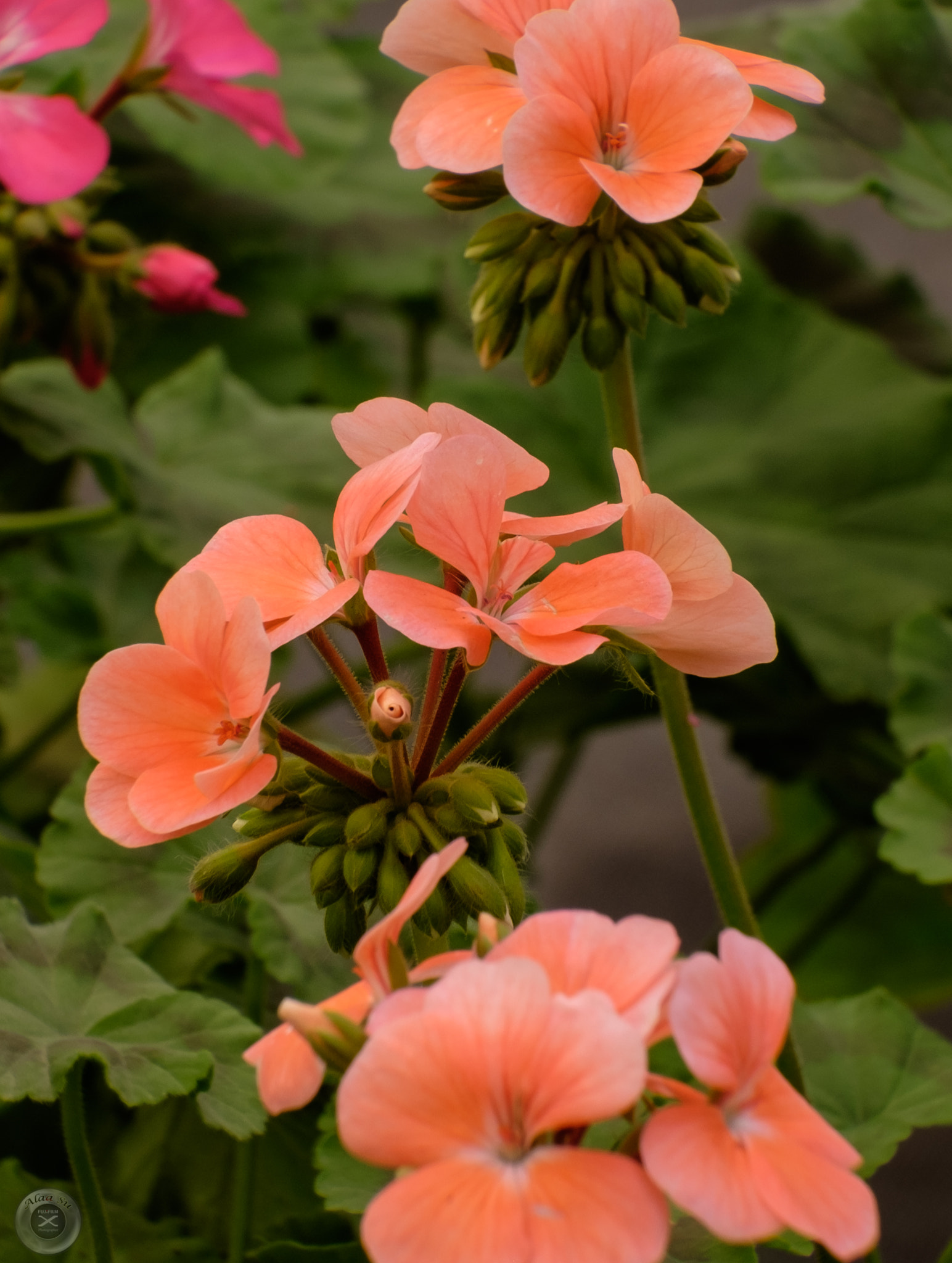 Fujifilm X-E2S sample photo. Flowers photography