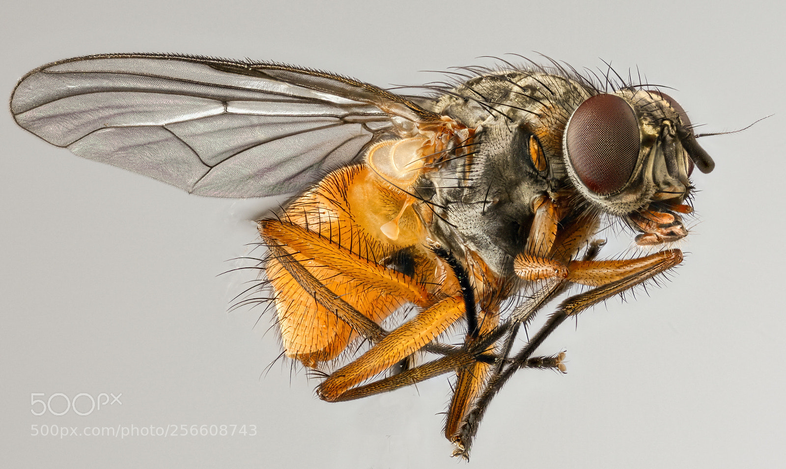 Canon EOS 5D Mark II sample photo. Fly photography