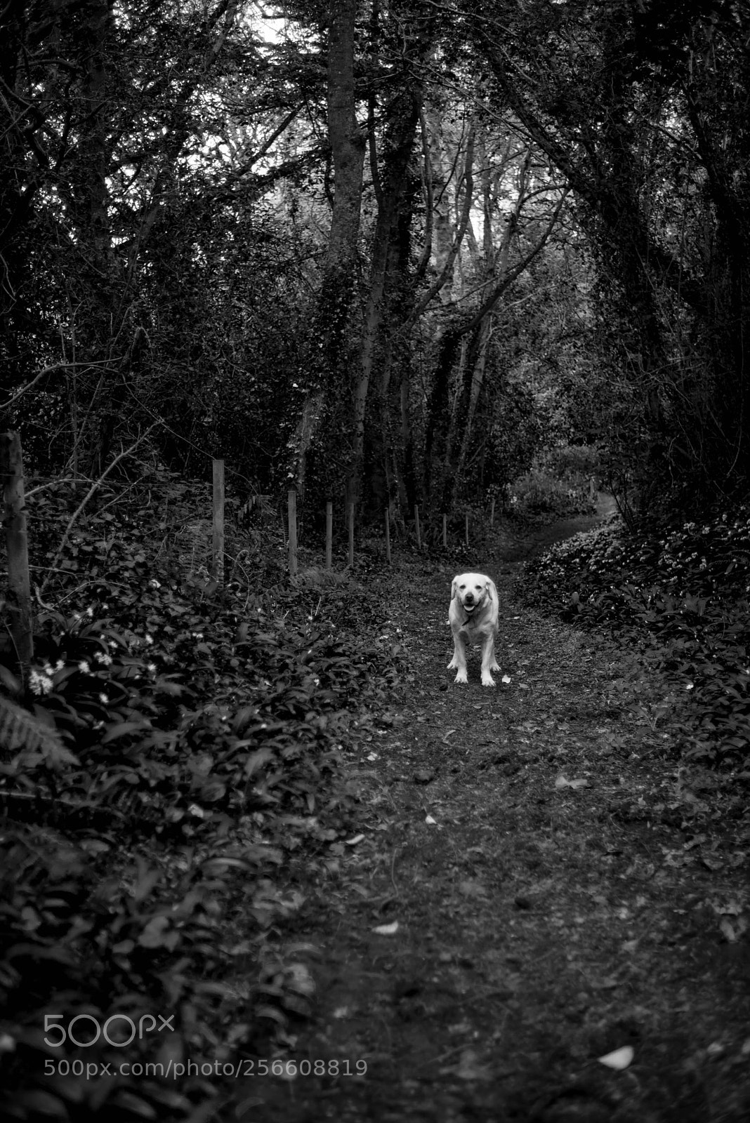 Nikon D750 sample photo. Very black & very white photography