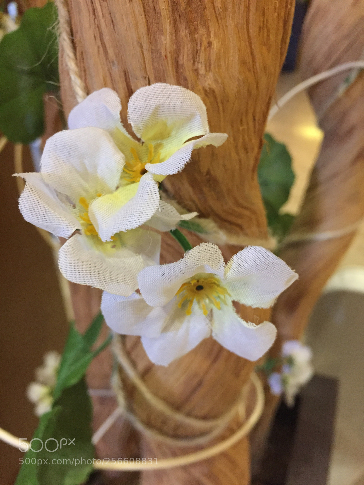 Apple iPhone 6 sample photo. Untitled photography