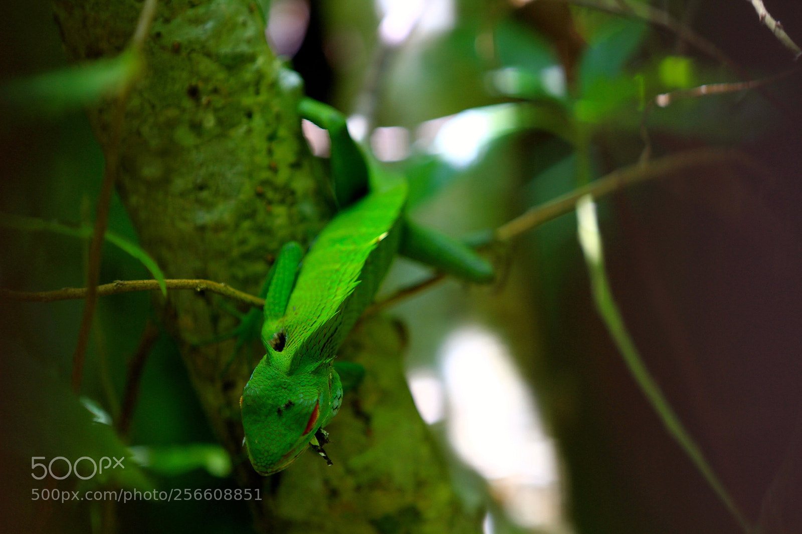 Canon EOS 7D sample photo. 得手 photography