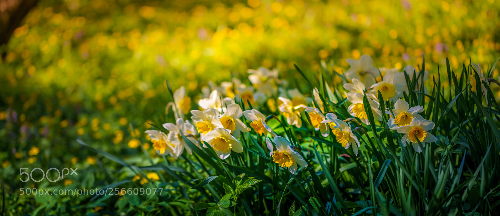 Sony a7R III sample photo. Narcissus photography