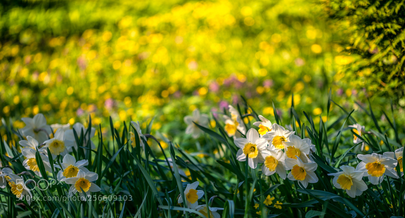 Sony a7R III sample photo. Narcissus photography