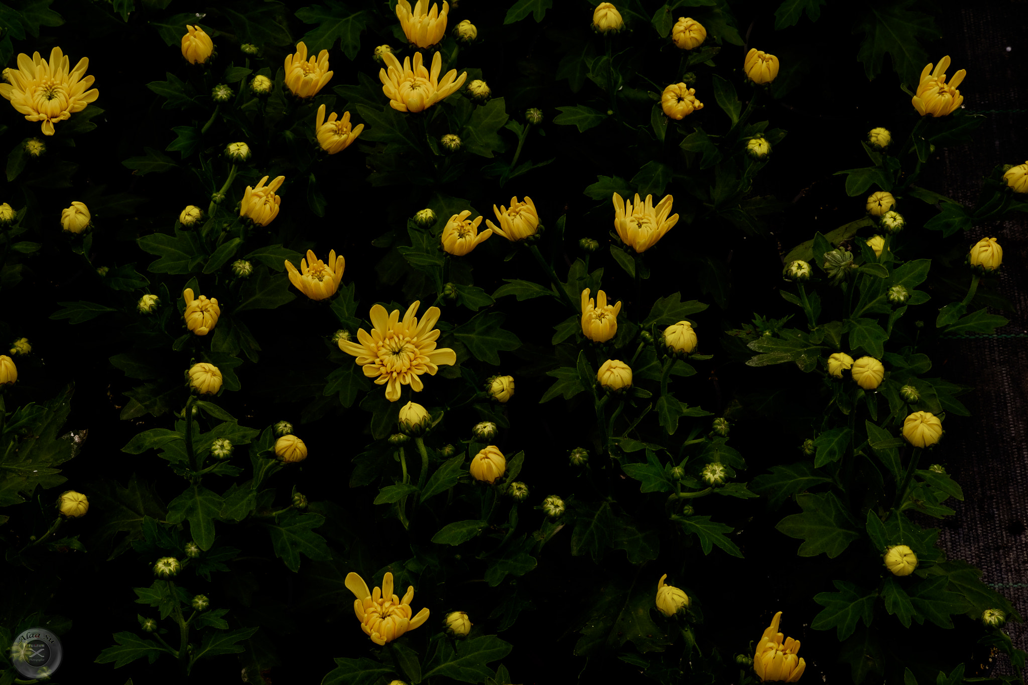Fujifilm X-E2S sample photo. Dancing flowers photography