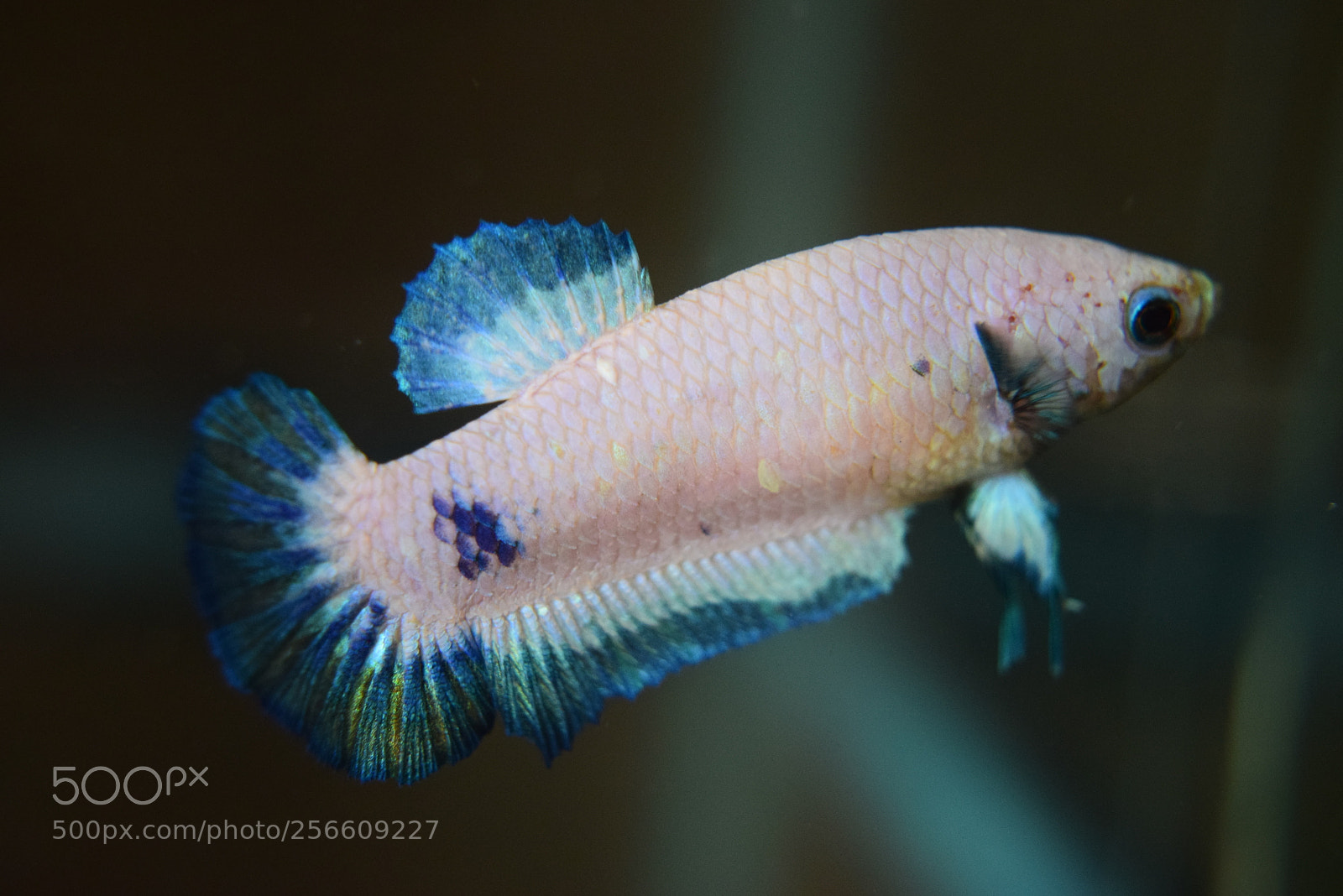 Nikon D3300 sample photo. Betta fish photography