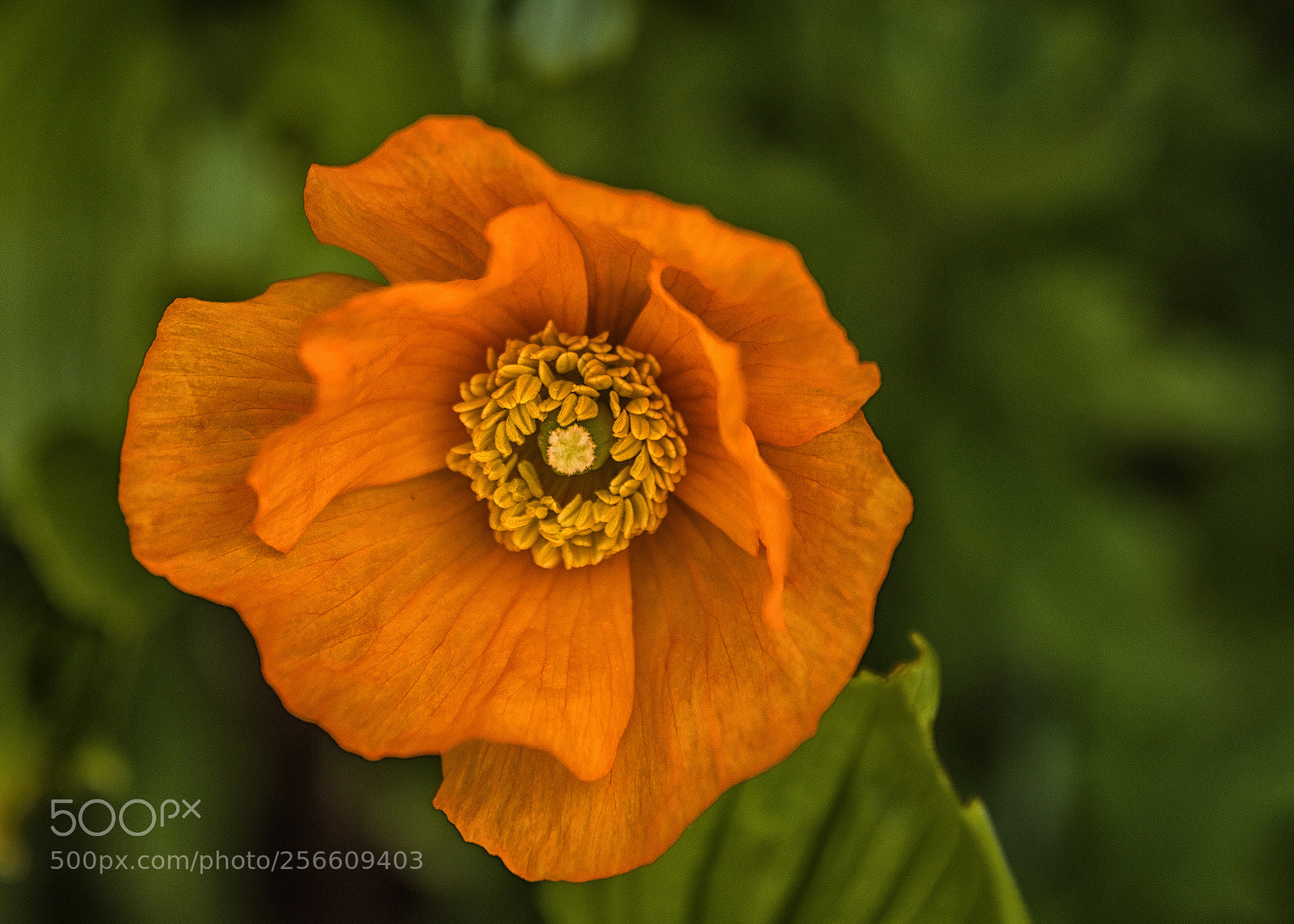 Nikon D810 sample photo. Orange delight photography