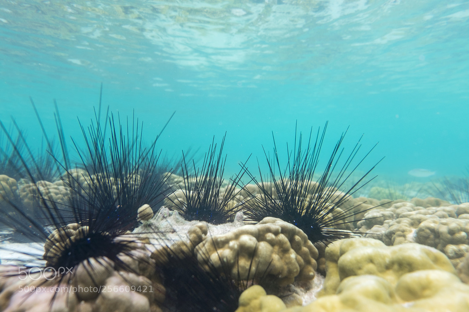 Fujifilm X-T10 sample photo. Sea urchins photography