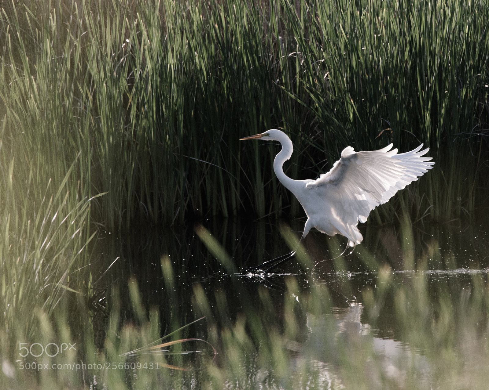 Nikon D810 sample photo. Great egret photography