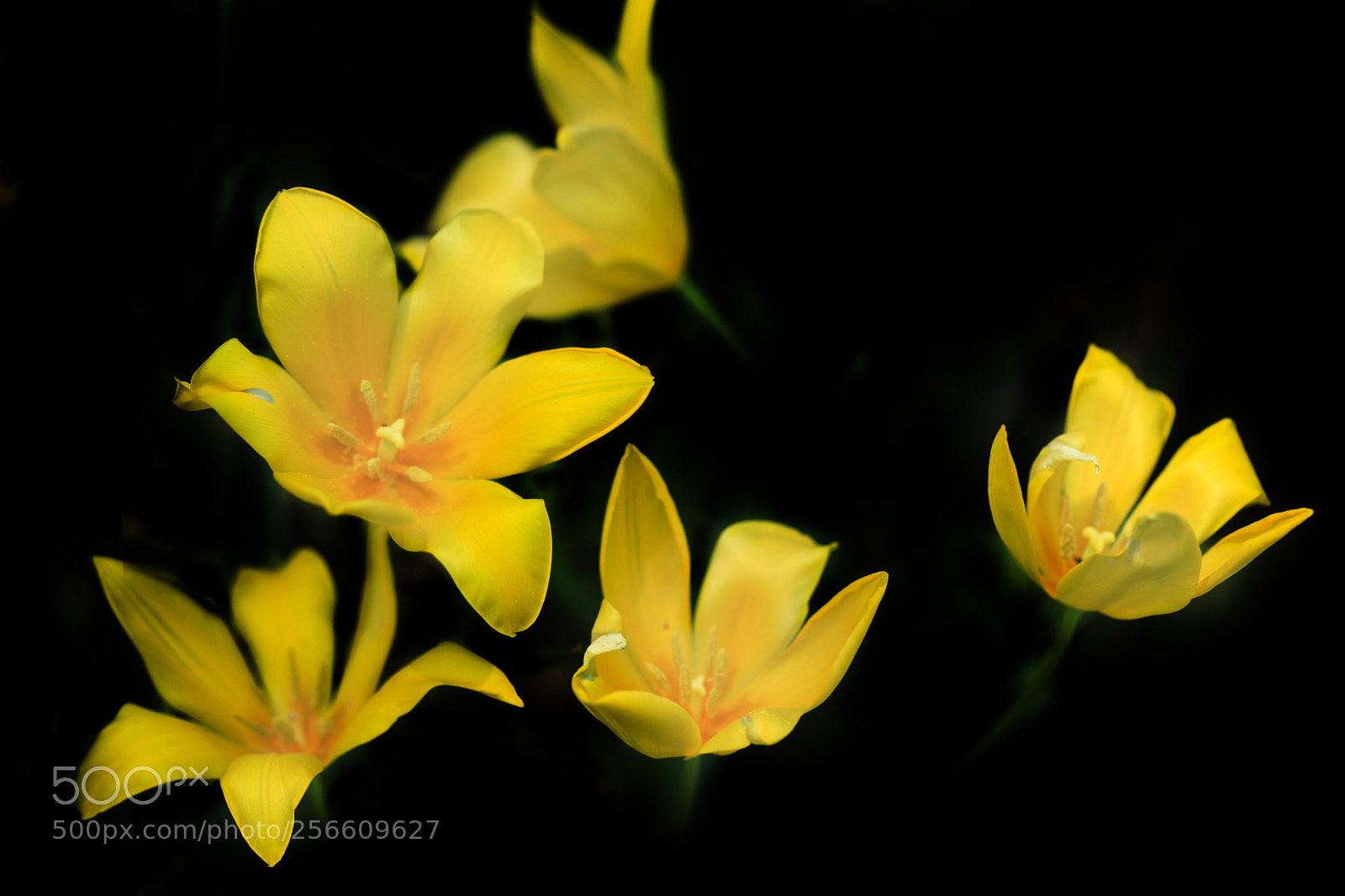 Canon EOS 5D Mark II sample photo. Yellow tulips photography