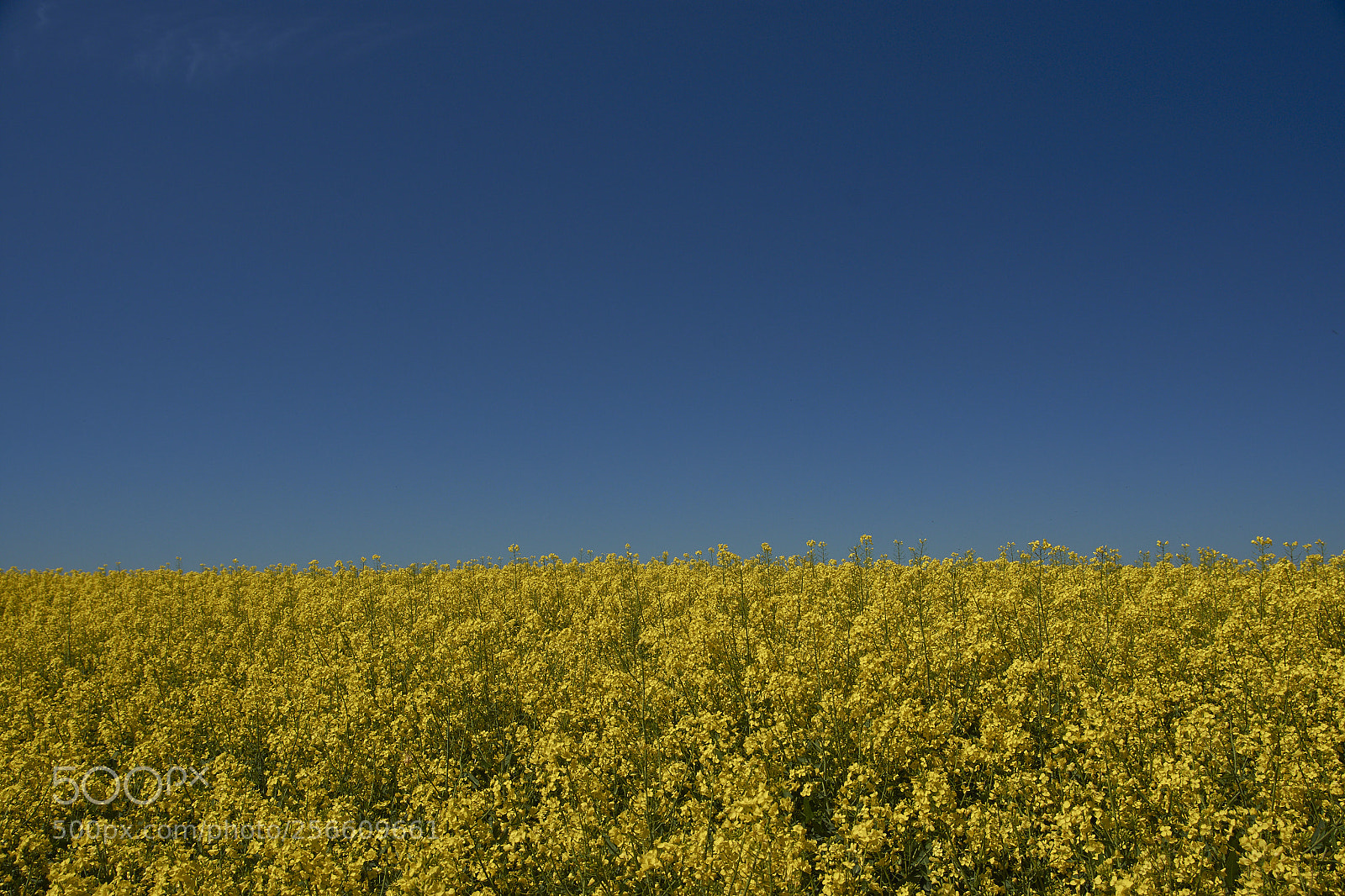 Nikon D7200 sample photo. Yellow fields of summer photography
