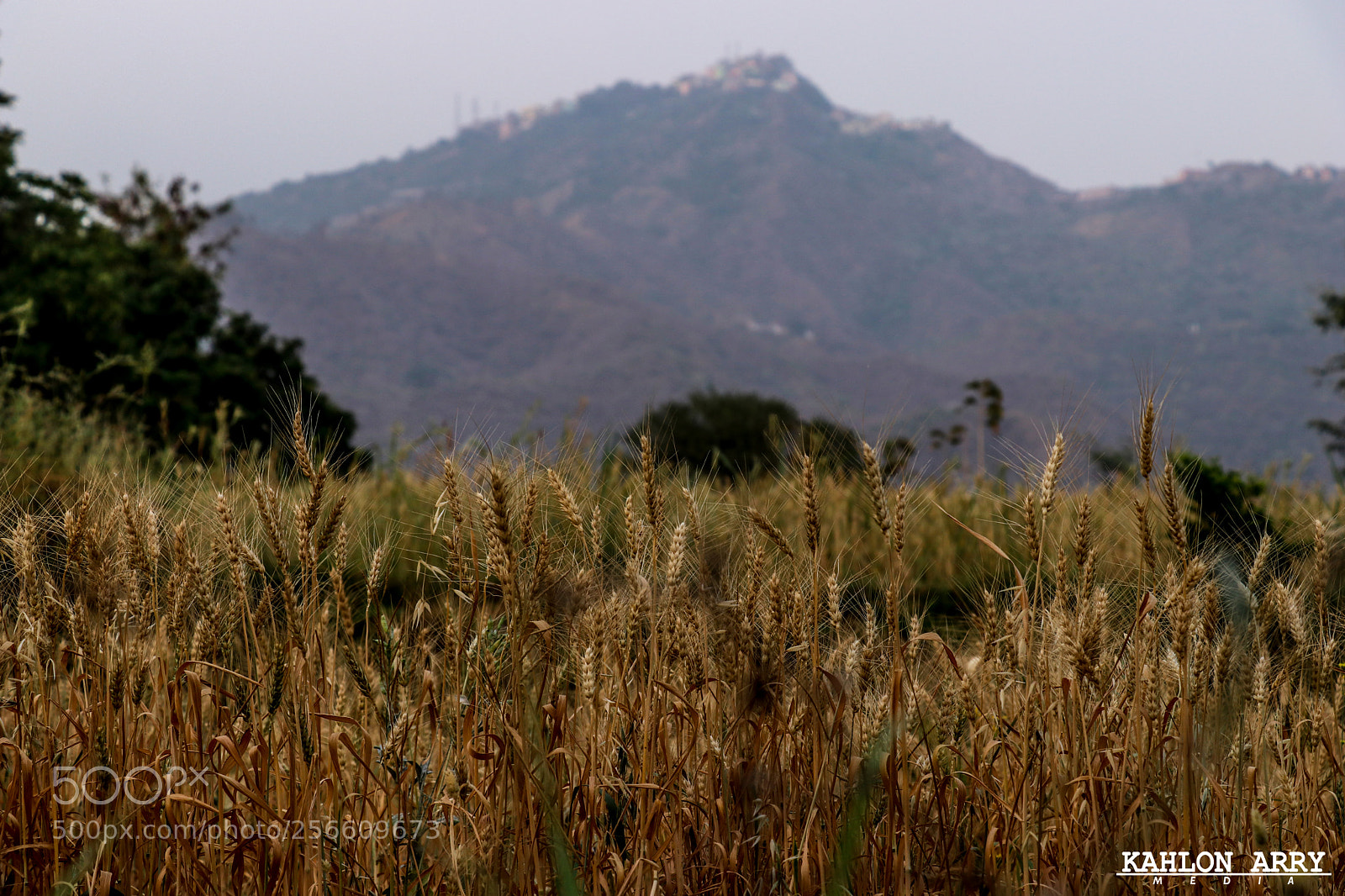 Canon EOS 80D sample photo. Land is canvas and photography