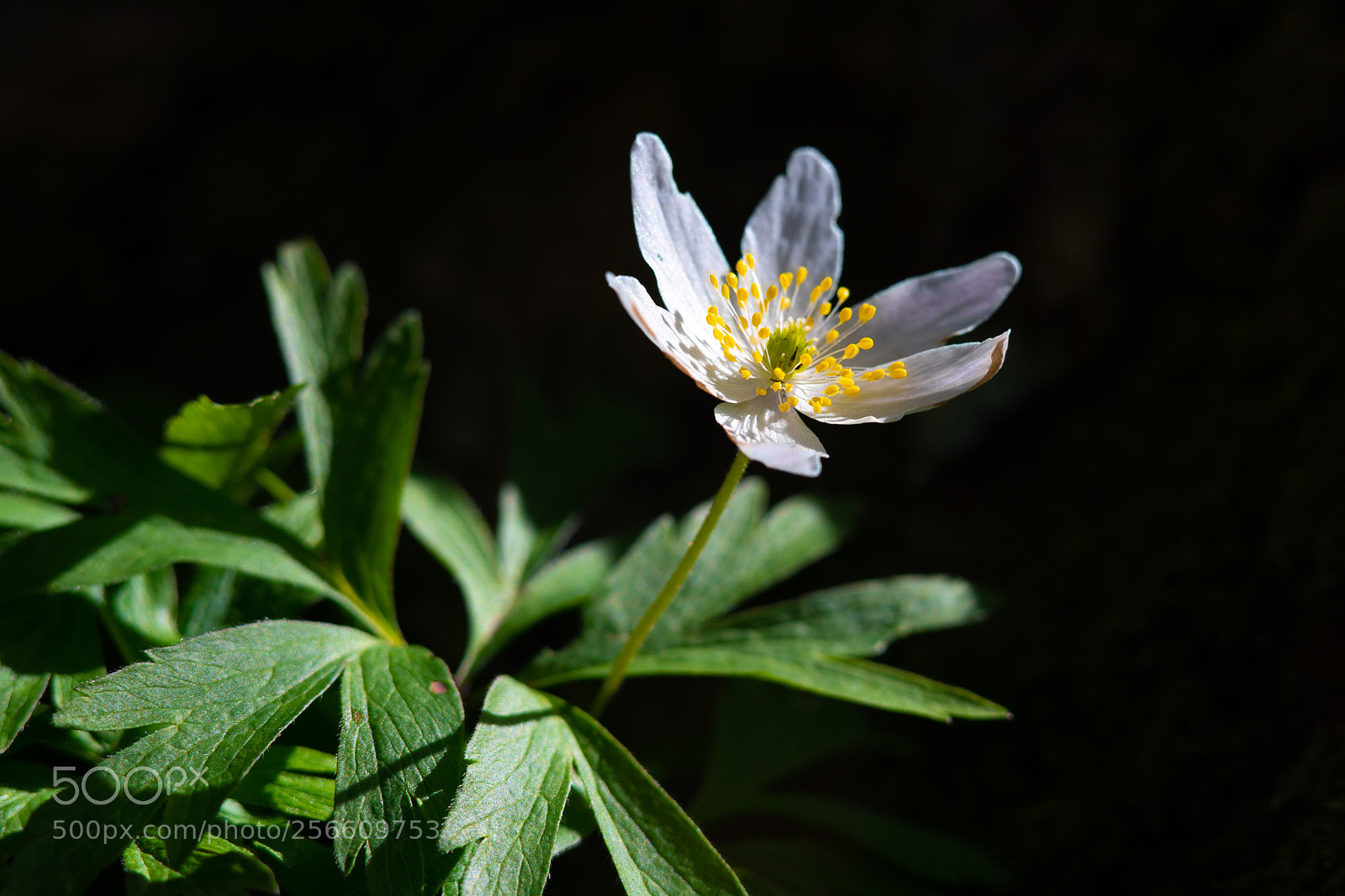 Sony a7R II sample photo. Anemone nemorosa photography
