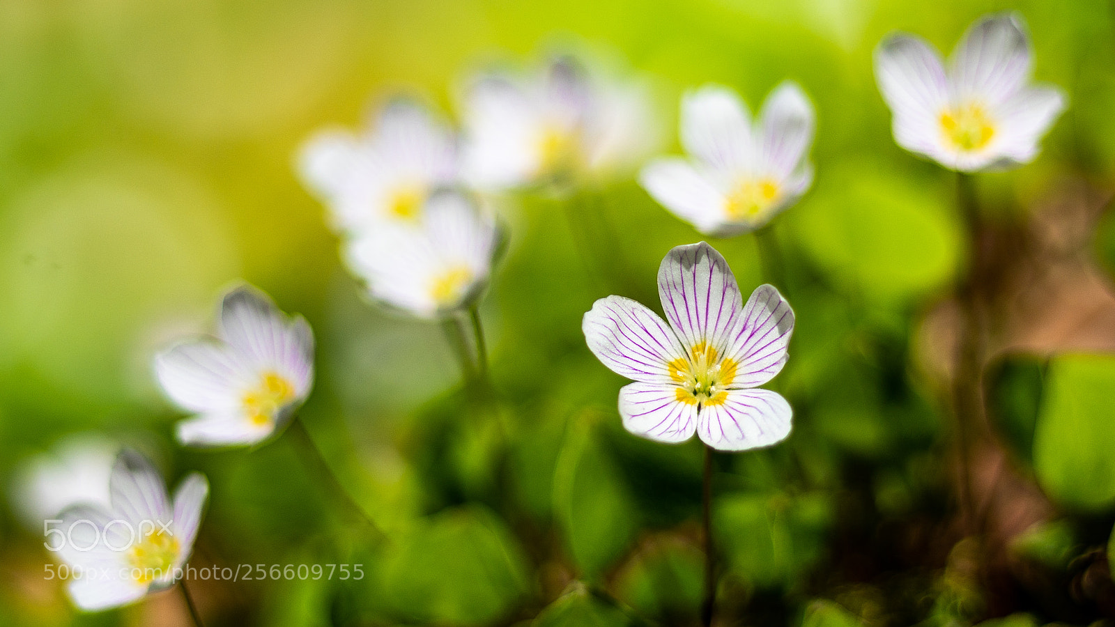 Sony a7R II sample photo. Oxalidaceae photography