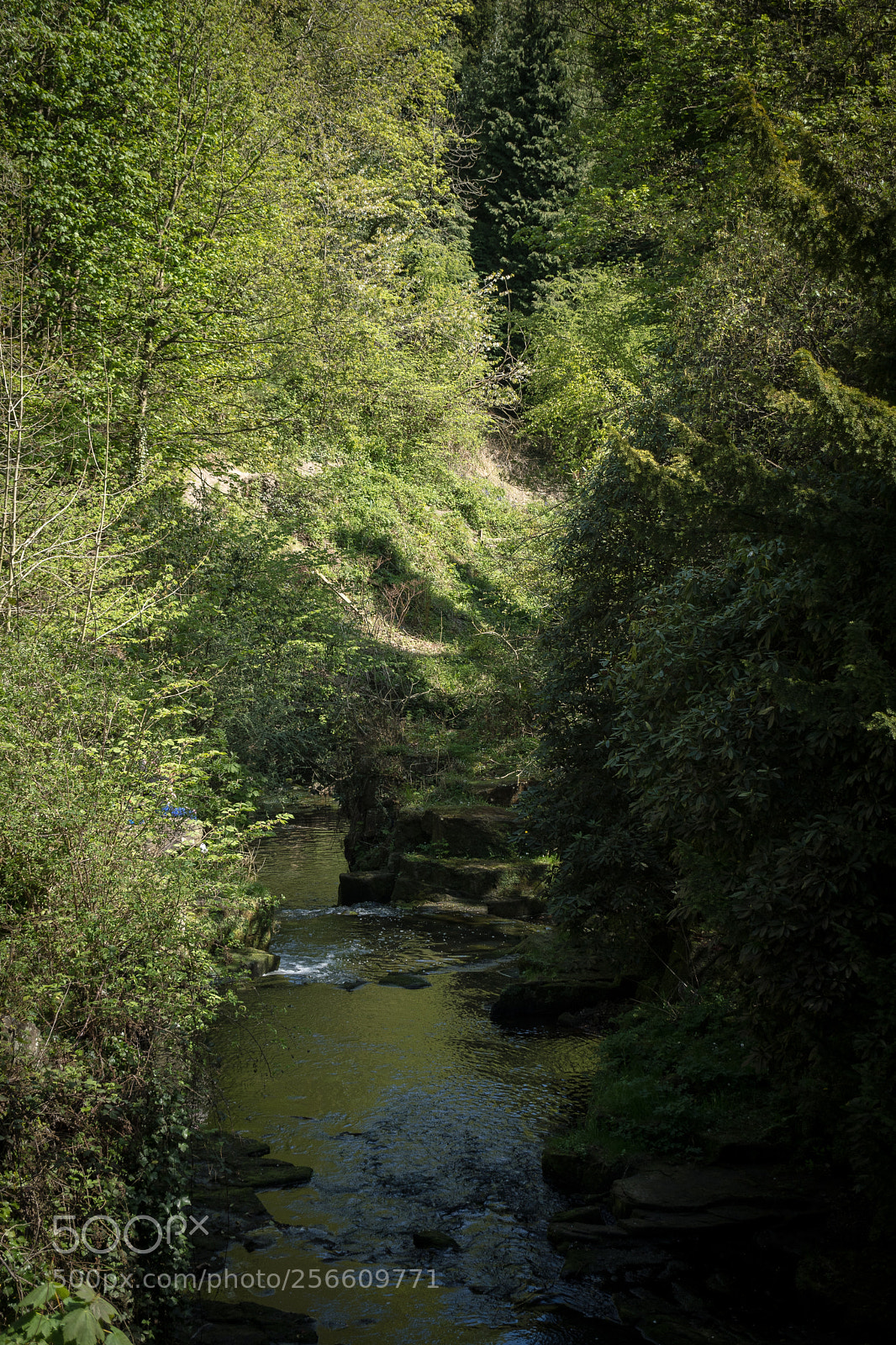 Nikon D500 sample photo. River path surrounded by photography