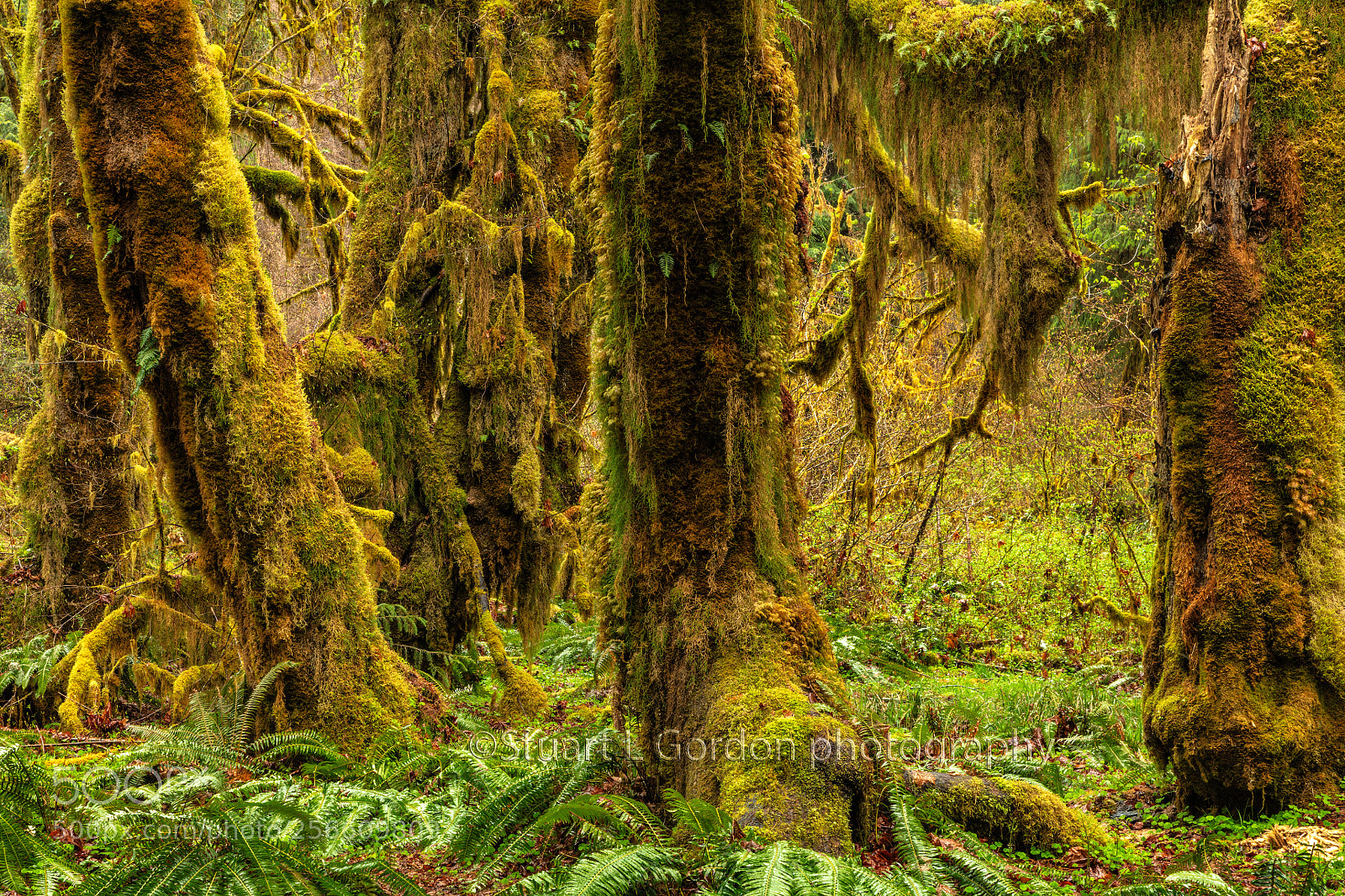 Canon EOS 5DS R sample photo. Hall of mosses photography