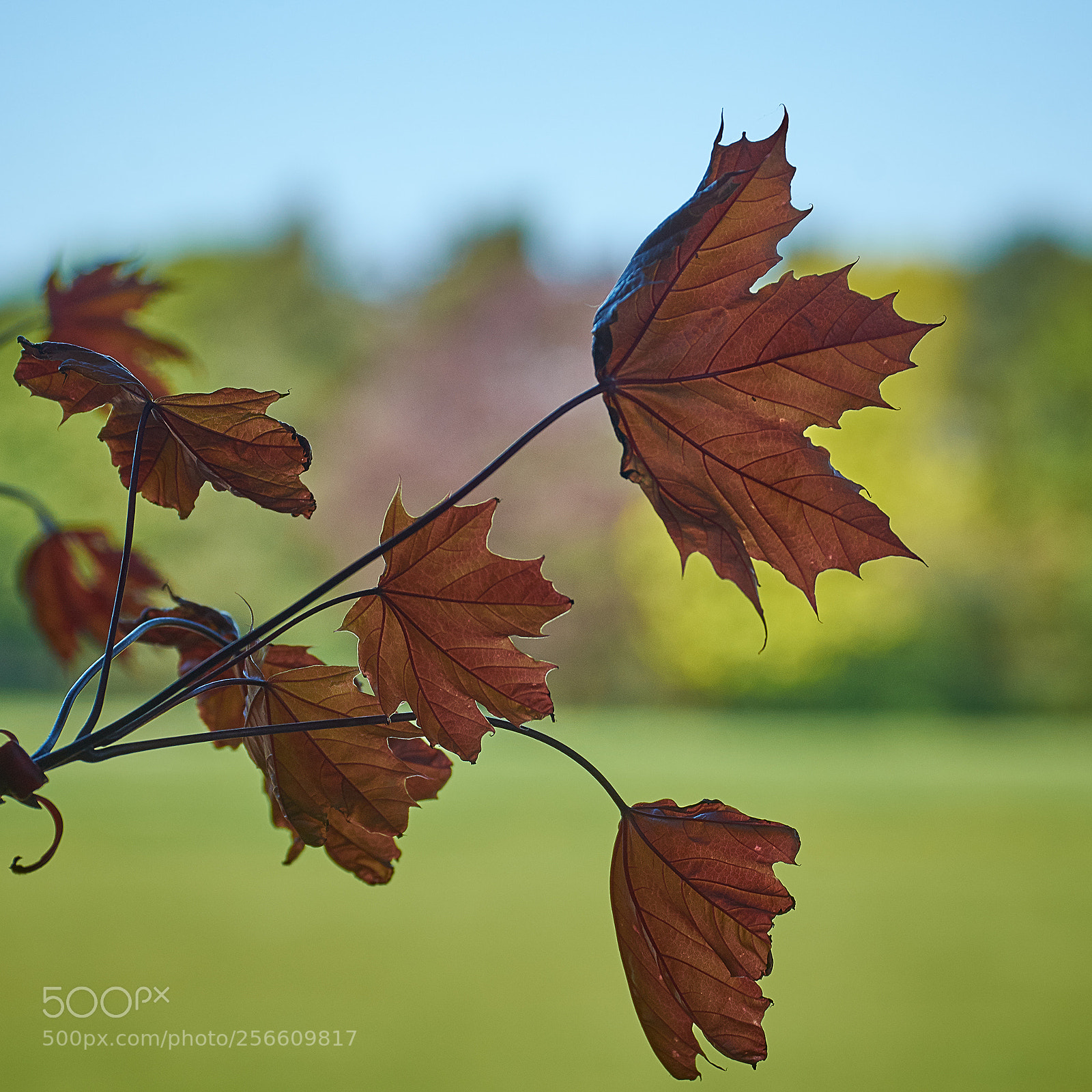 Nikon D7200 sample photo. Leaves photography